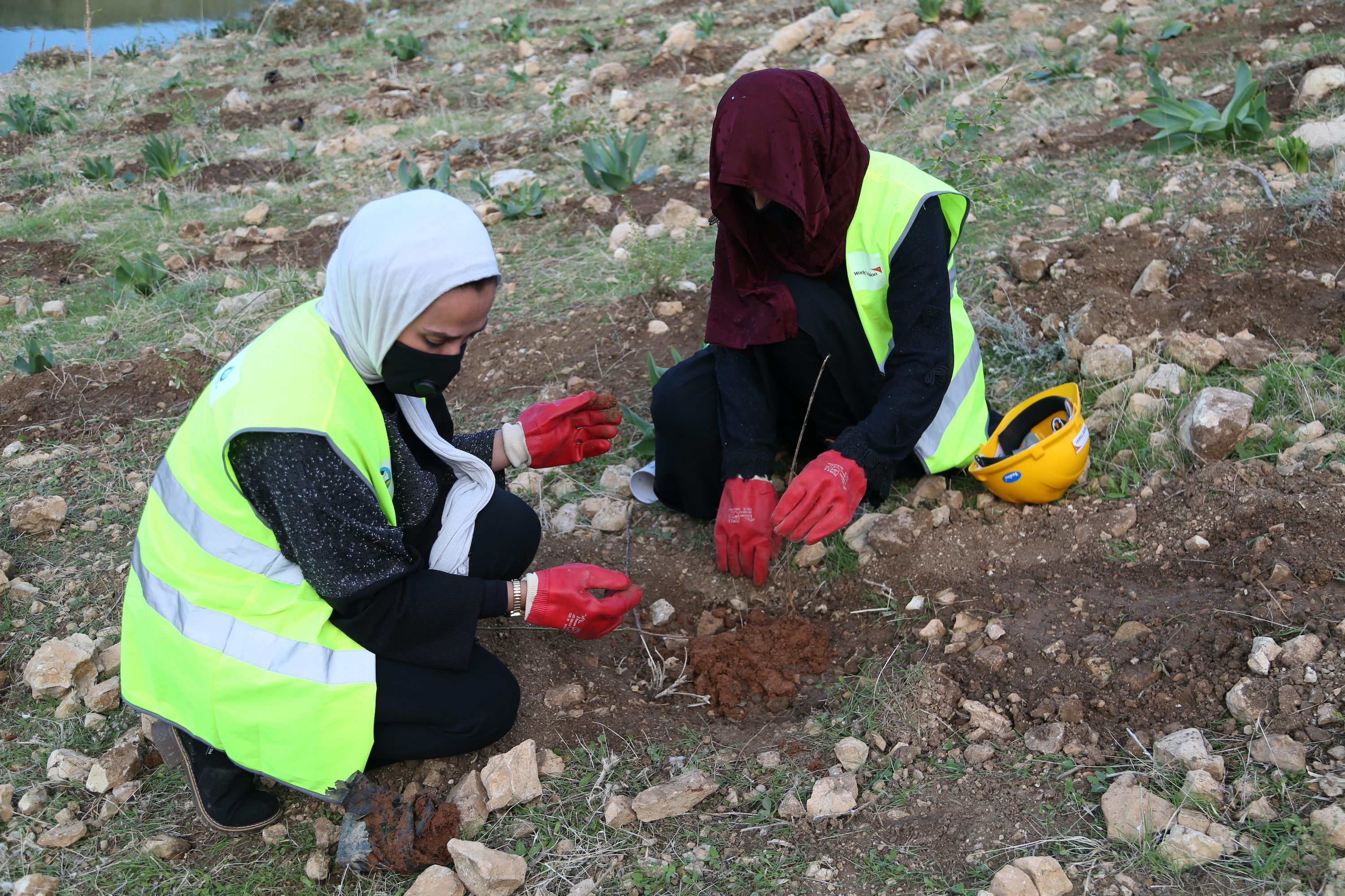 Sana and Khadeeja are working together to plant saplings at Kufranja Dam, northern Jordan