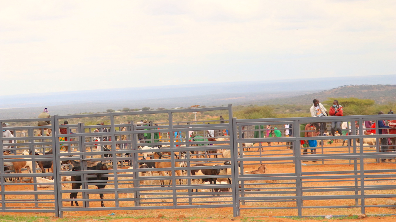 The new livestock saleyard  can comfortably hold different animals that pastoralists bring to the market for sale.