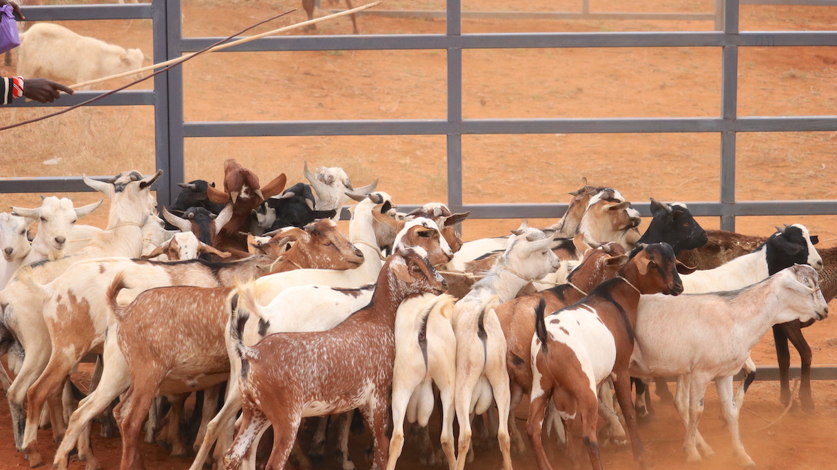 this new saleyard comes with well partitioned booths that hold various animals on sale effectively