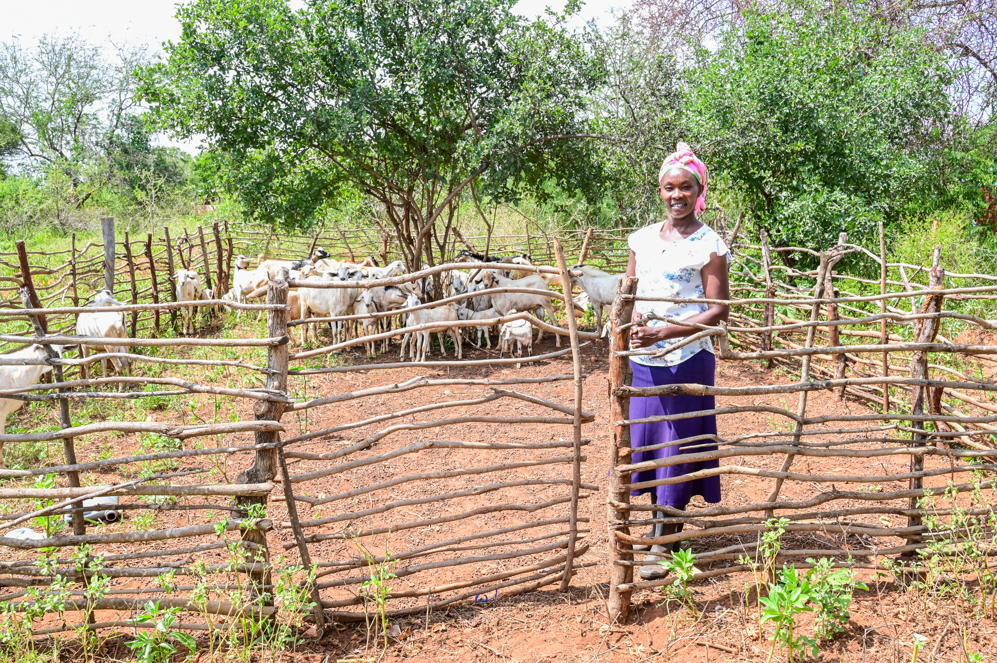 Mercy recently constructed a shed for her 47 goats using posts from her farm, saving over 40,000 KES ($ 310). ©World Vision Photo/ Hellen Owuor