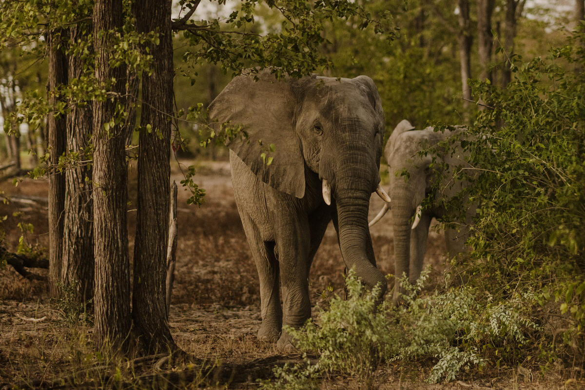 An image of elephants