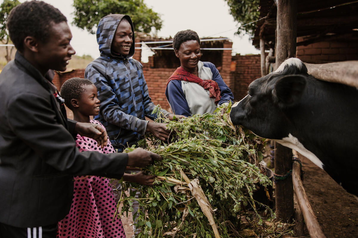 Family from Malawi feeds livestock which empowered their family, allowing their oldest child to be the first in the community to go to university.