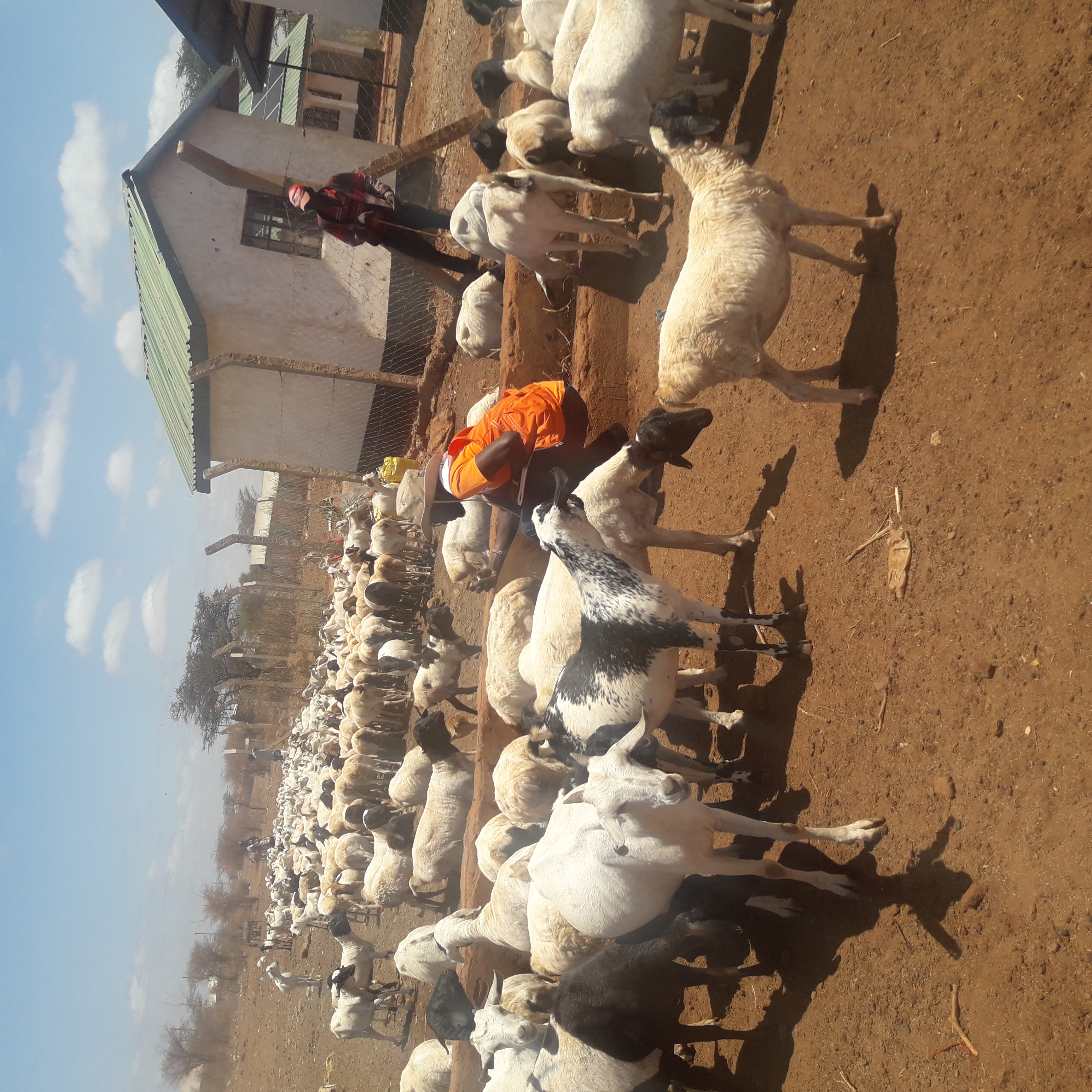 Goats at an overcrowded water point waiting to drink © World Vision / Mary Njeri