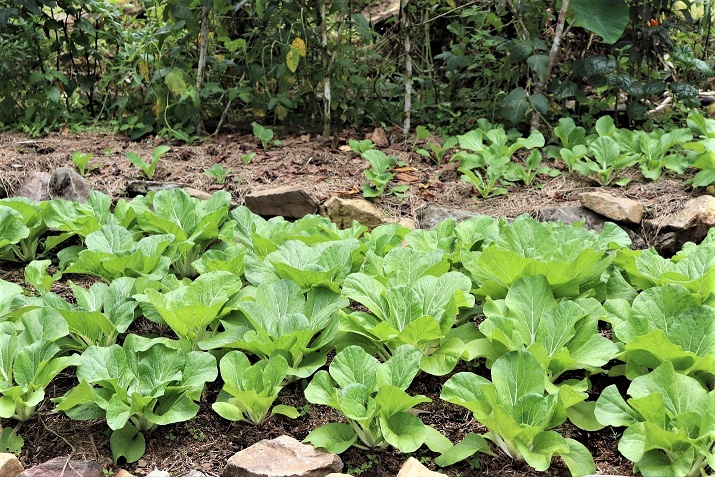 Nutrition project provides life skills in Backyard gardening. (4).jpg