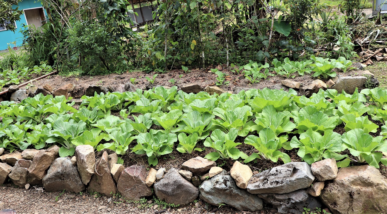 Nutrition project provides life skills in Backyard gardening. (6).JPG