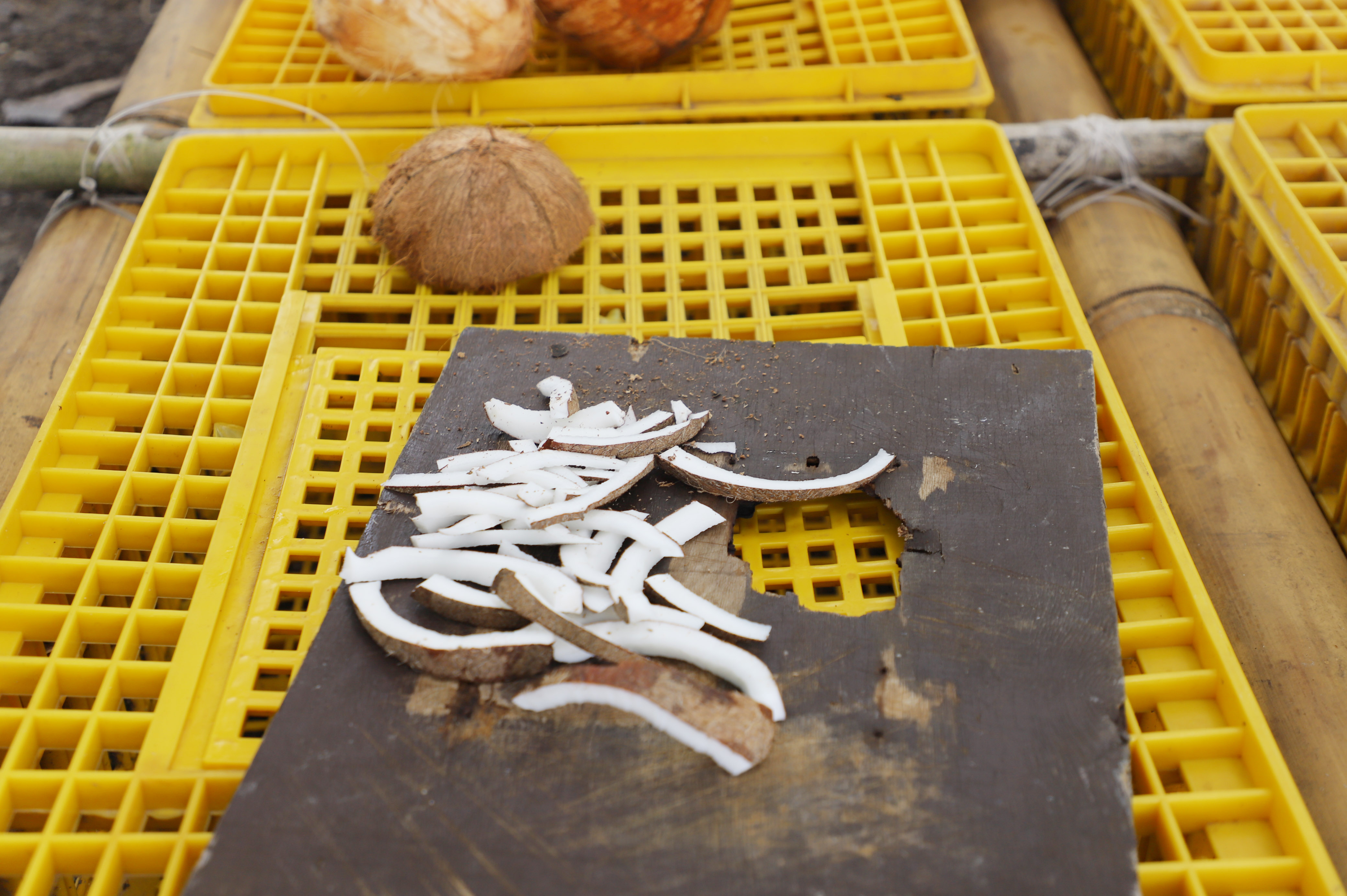Coconut feed for the crabs 