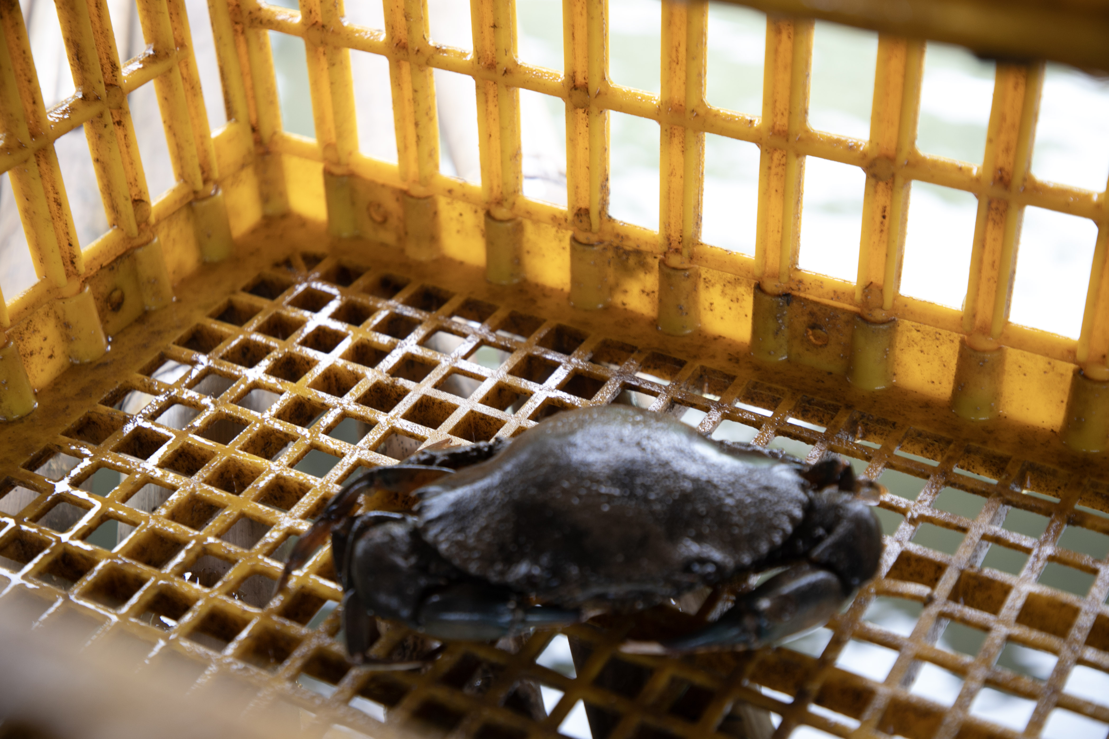 Crab at the mud crab farm 