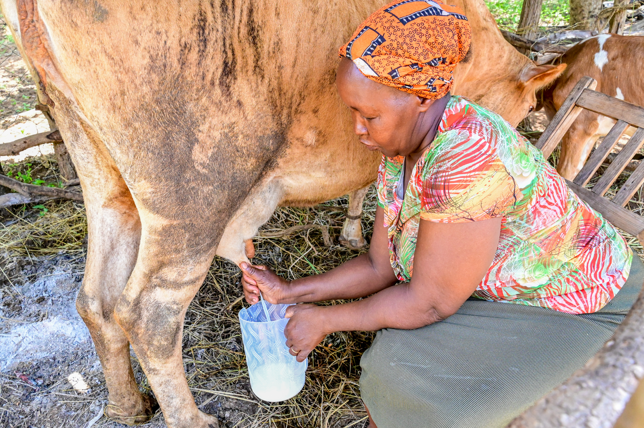Before FMNR, their cows produced less than four liters of milk per day. Now, they are yielding up to seven liters. ©World Vision Photo/ Hellen Owuor