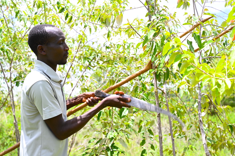 When pruning, one is required to use a sharp tool. Reuben prefers to prune when the rainy season is approaching. He says trees in the farm have reduced soil erosion and built climate resilience. ©2023World Vision Photo/Hellen Owuor.