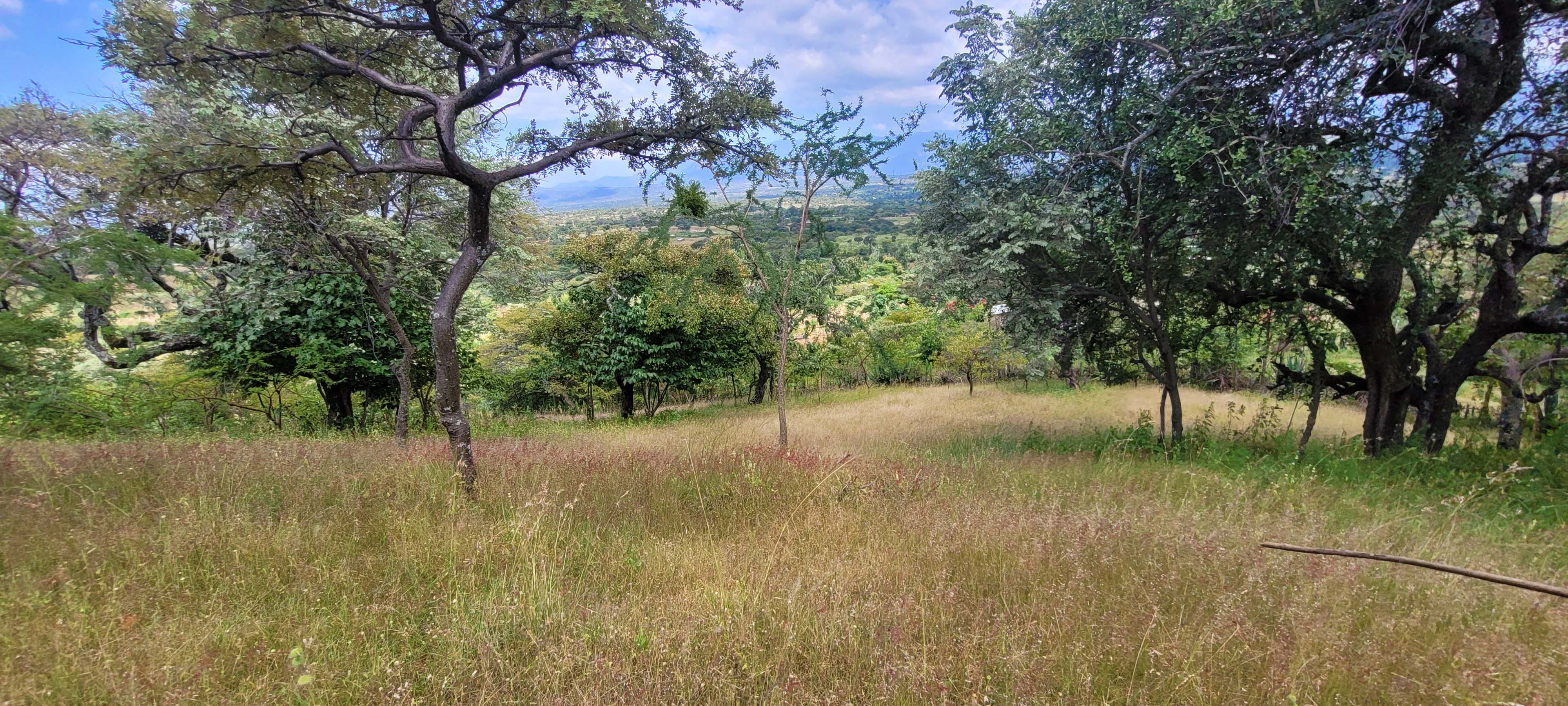 This piece of land that was once bare and rocky now provides fodder for Samson’s livestock.  The area is fenced to prevent livestock from trespassing and destroying regenerating stumps.