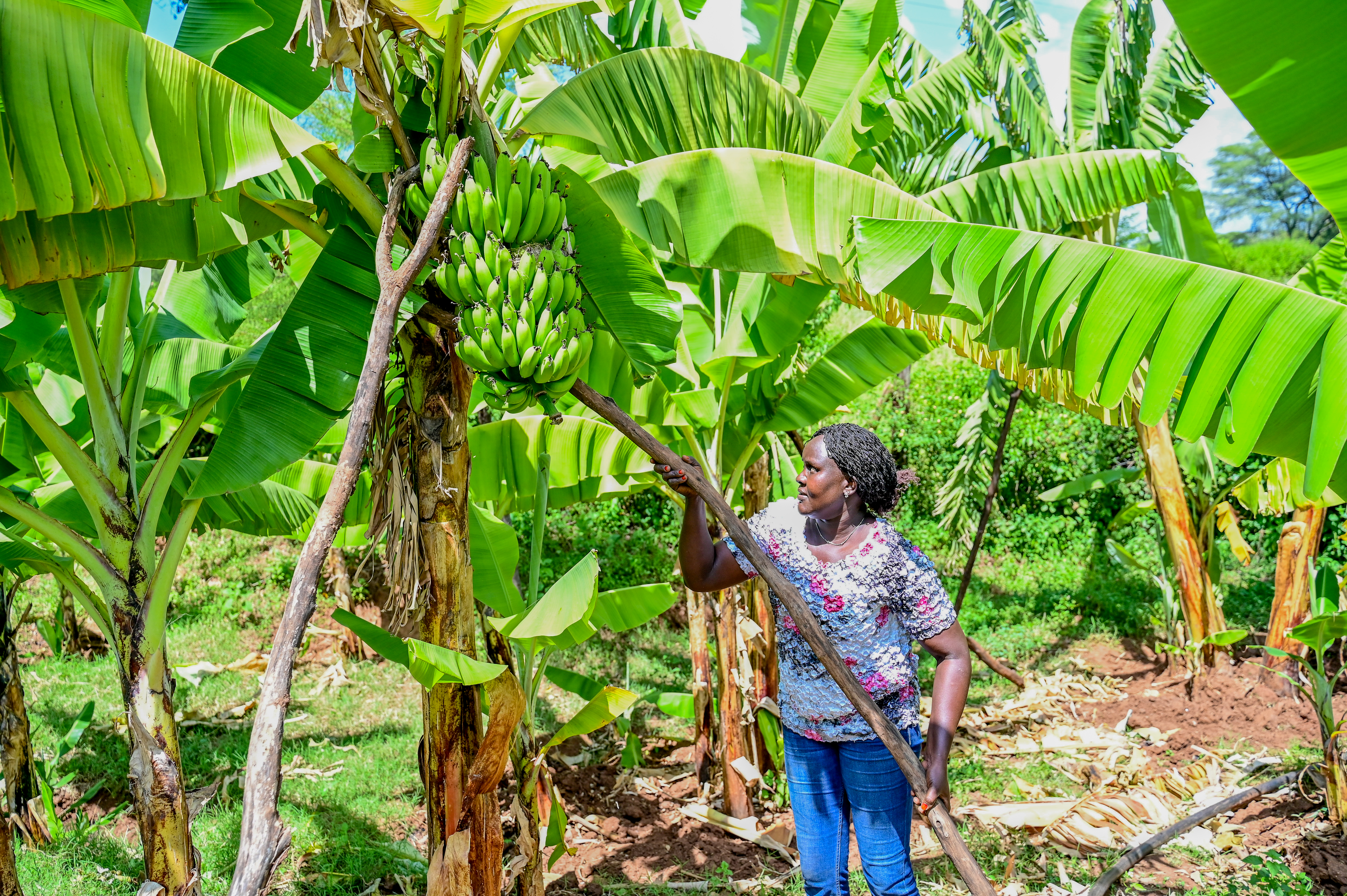 Banana plantations have contributed to reduced soil erosion on Nancy, a farmer in Kenya benefitting from support from World Vision Kenya. 