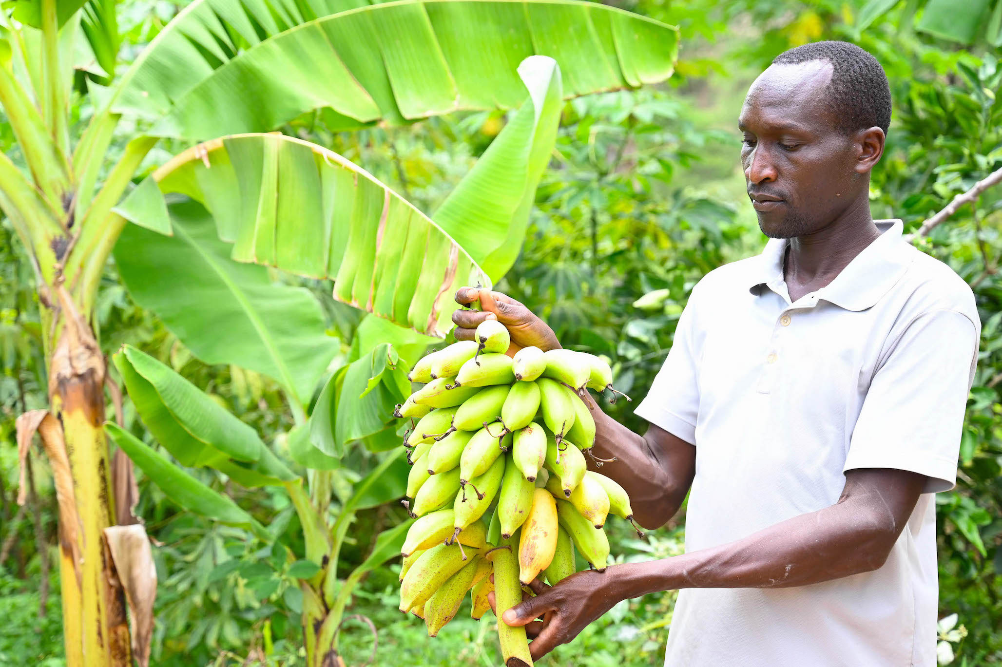 In a month, Reuben can get up to 20,000 Kenyan Shillings ( USD 146.84 ) from selling the crops in his farm. He uses the money for household necessities. ©World Vision Photo/Hellen Owuor.