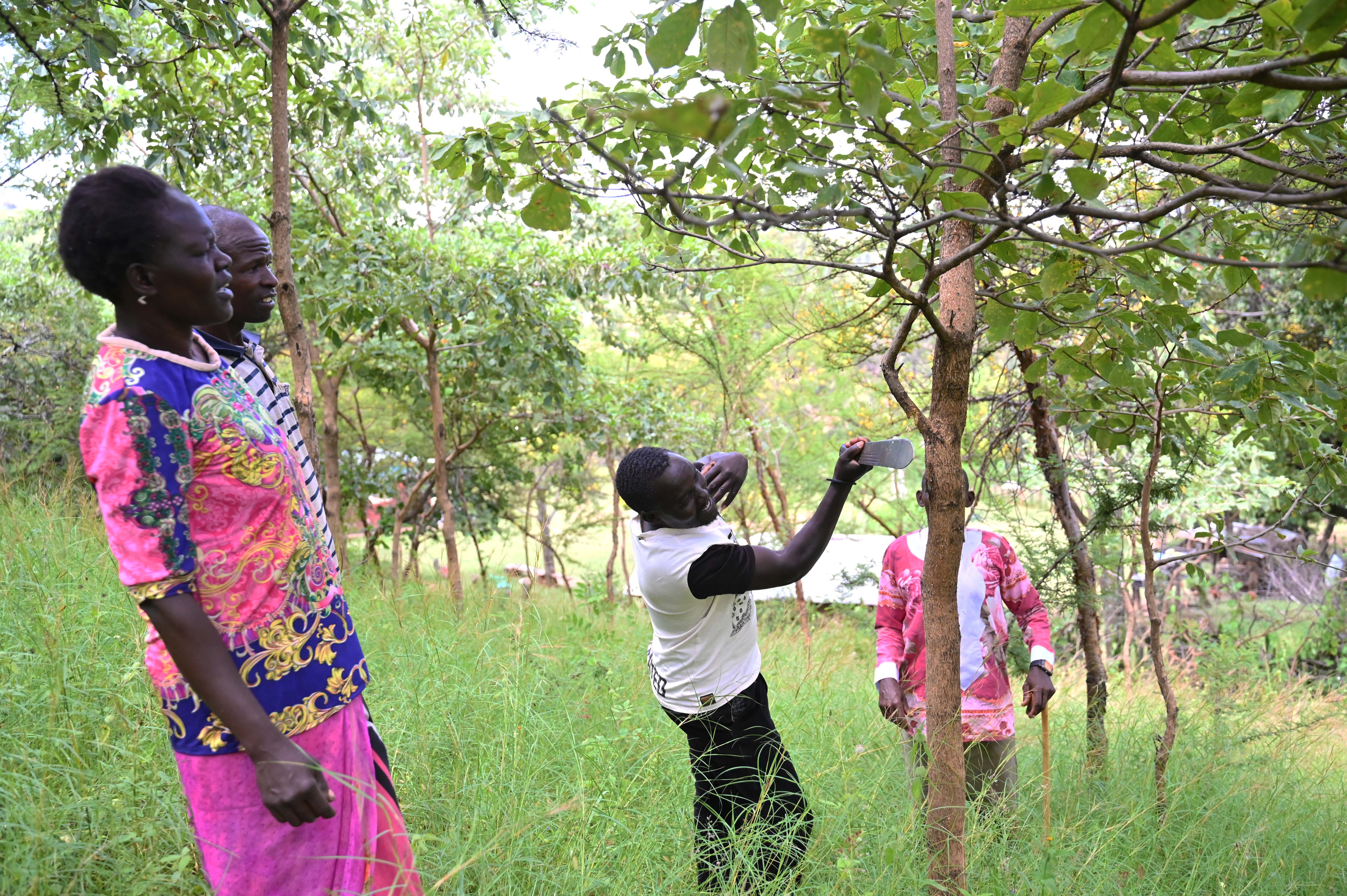 Pauline supervising Samson’s friends as they prune a tree in their farm. Samson and Pauline use their farmland as a demonstration site for neighbours who are interested in learning about FMNR. 