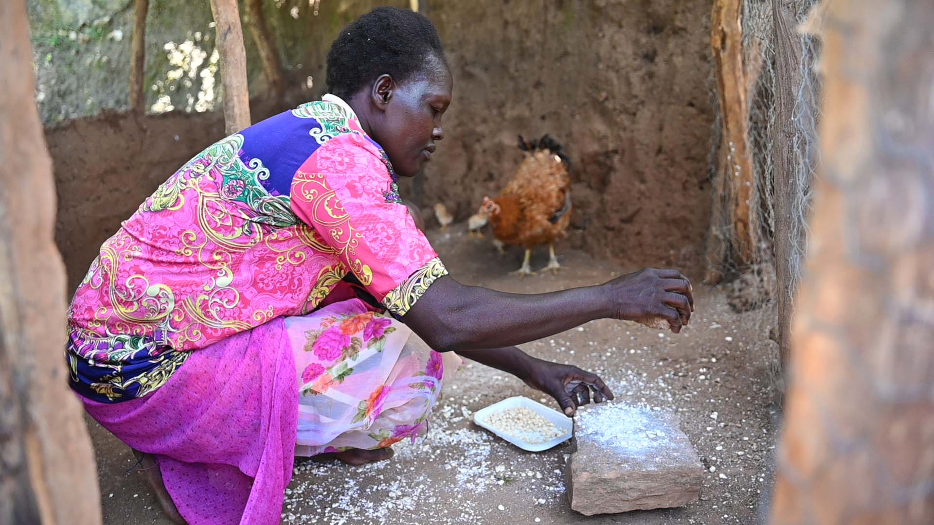 Pauline grinding maize grains for chicks in the chicken coop. She now has extra time to engage in other chores which include rearing chicken. She sells the eggs that contribute to their household income.