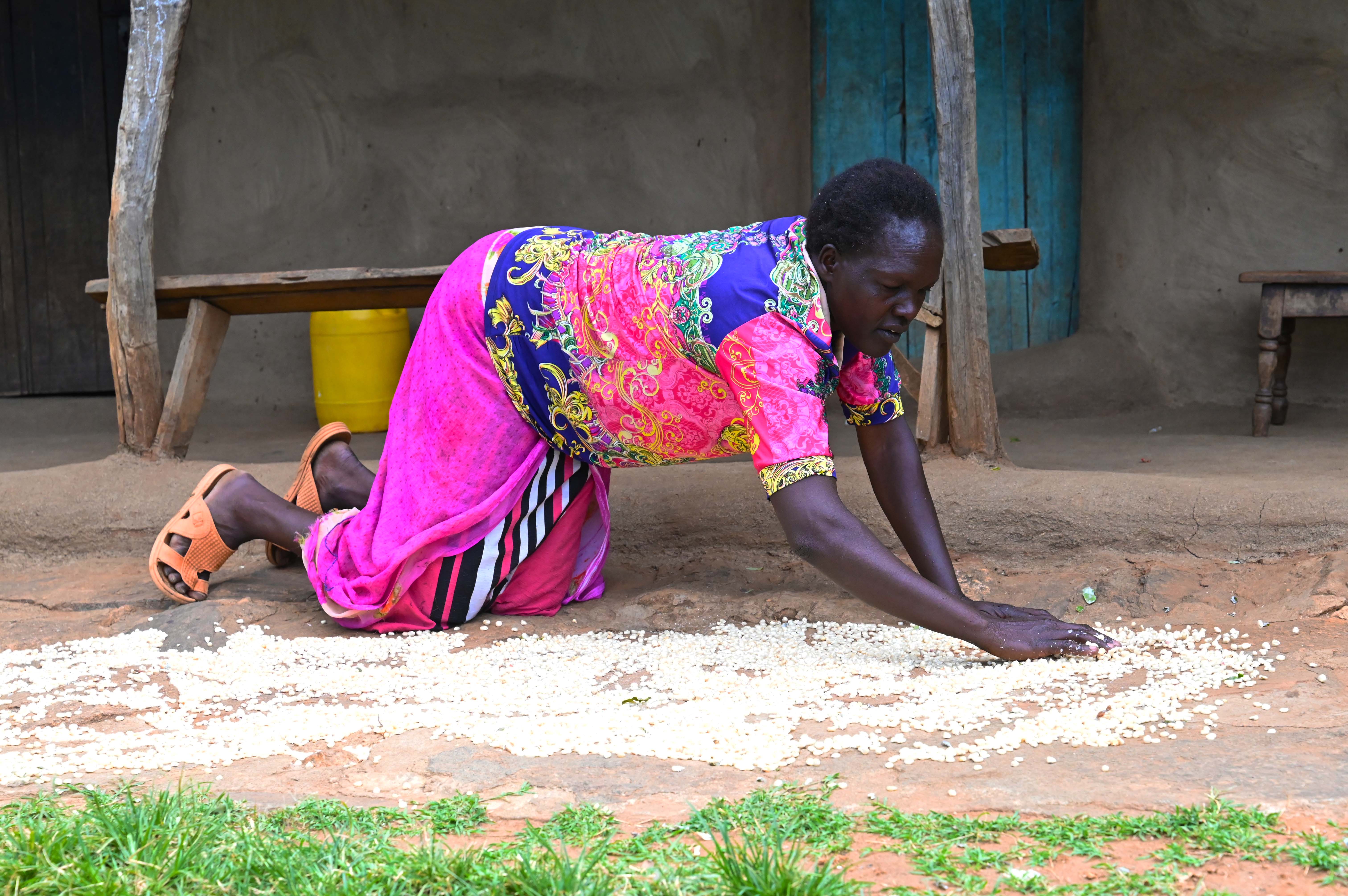 Pauline spreading out maize grains at her homestead to be sundried.