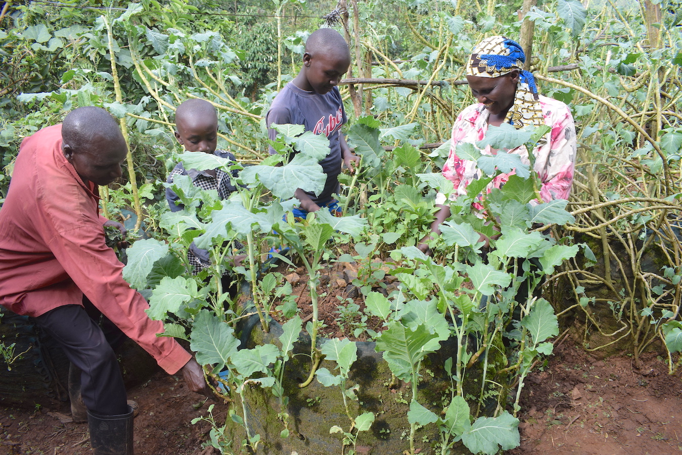 Evans and Joyce, together with their children - Abgael (15) and Gideon (13) -  tending to vegetables planted in a vertical bag at their farm in Nyamusi, Kenya. The bags utilise minimal land, conserve water and keep weeds away.