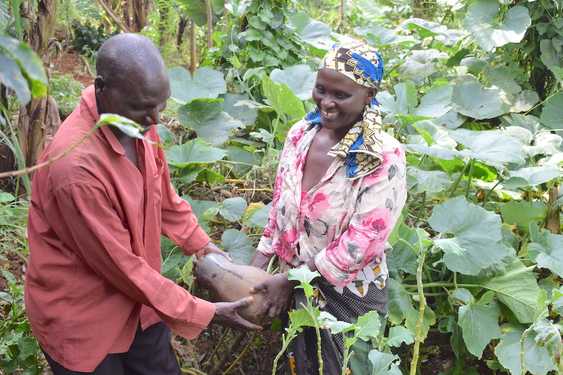 Evans and Joyce uproot a pumkin for diner at their farm in Nyamusi, Kenya. Through the double digging gardening technique, they enjoy increased crop productivity.