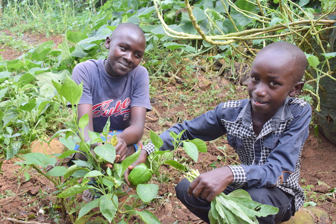 Abgael (15) and Gideon (13) getting ready to harvest green pepper at their farm in Nyamusi, Kenya.