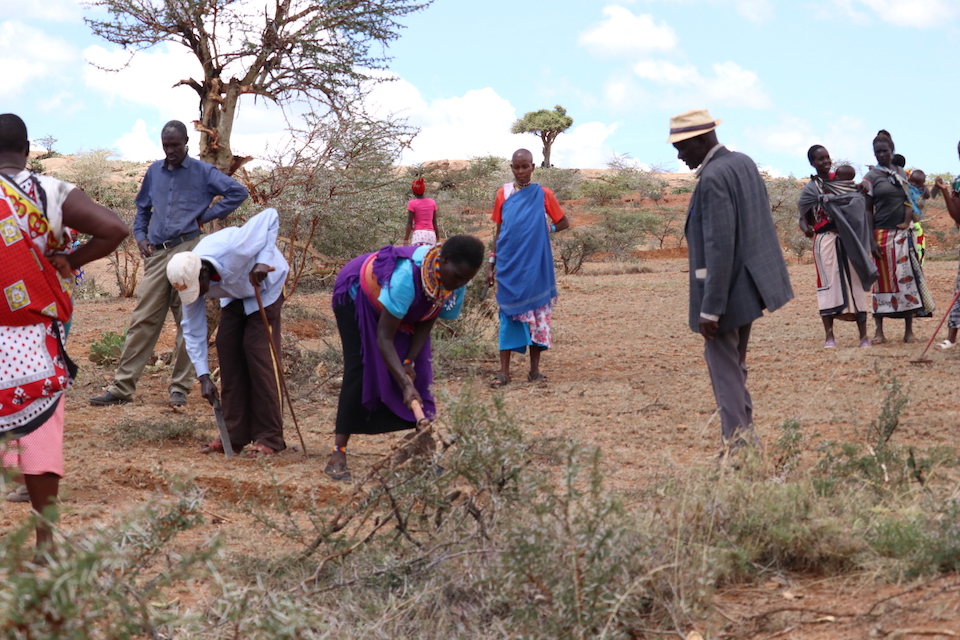 Pastoralists at Makurian in Laikipia County clearing the opuntia cactus which has prevented the growth of livestock pastures on their land.©World Vision/Photo by Wesley Koskei. 