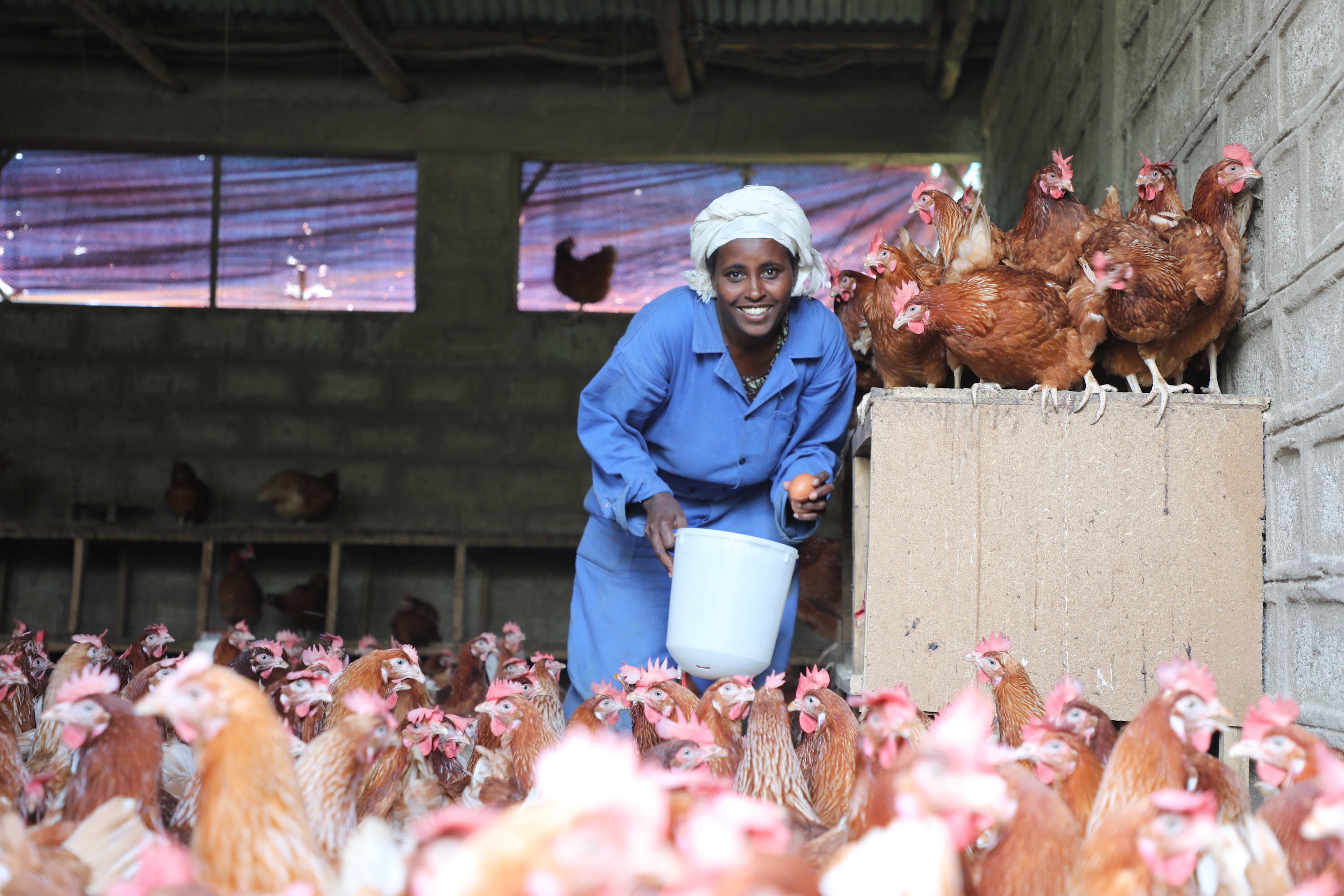 Jemila Edaso, 27, who is a mother of three children, collects eggs at a poultry farm.