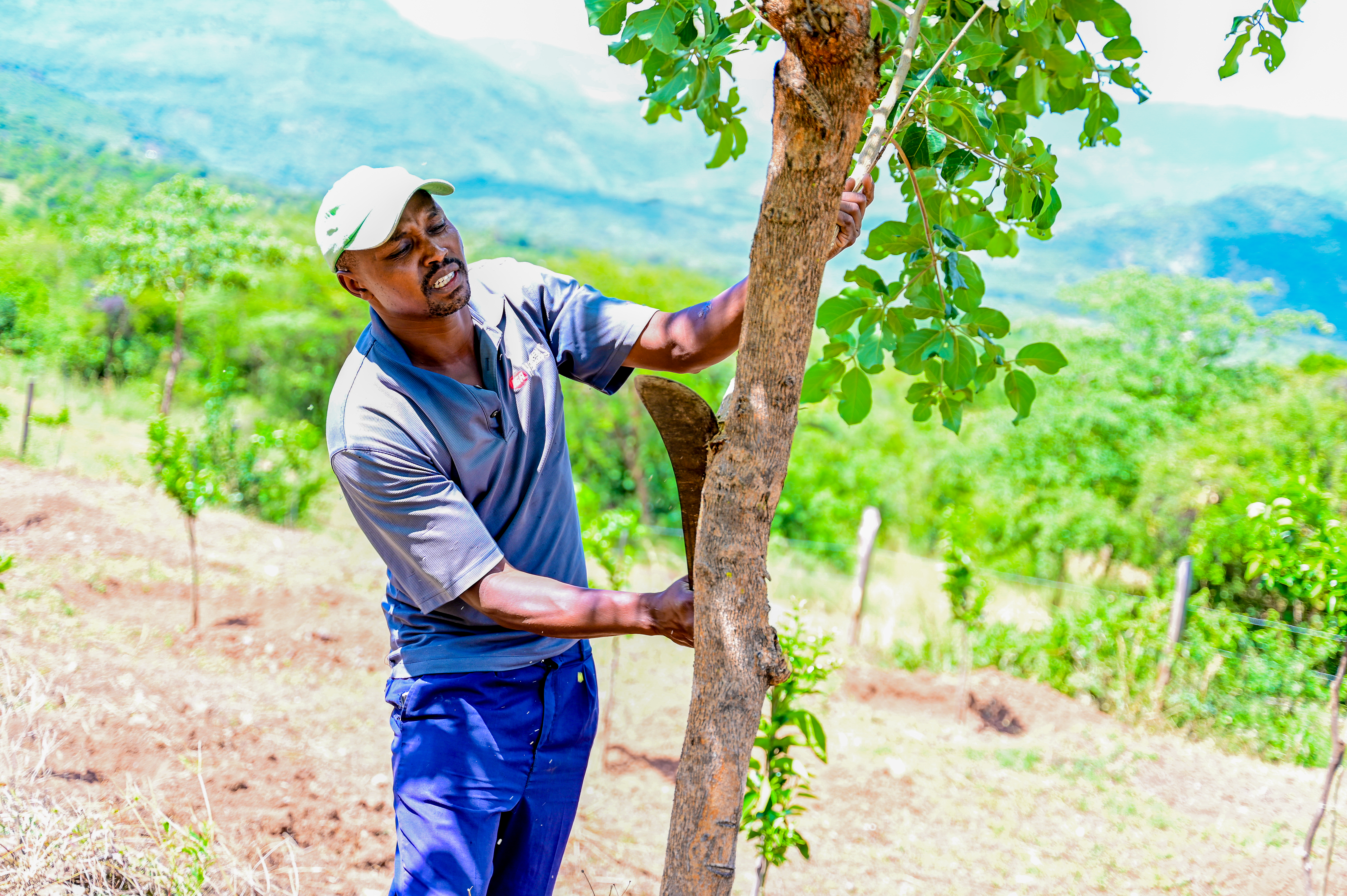 Ezekiel pruning a tree