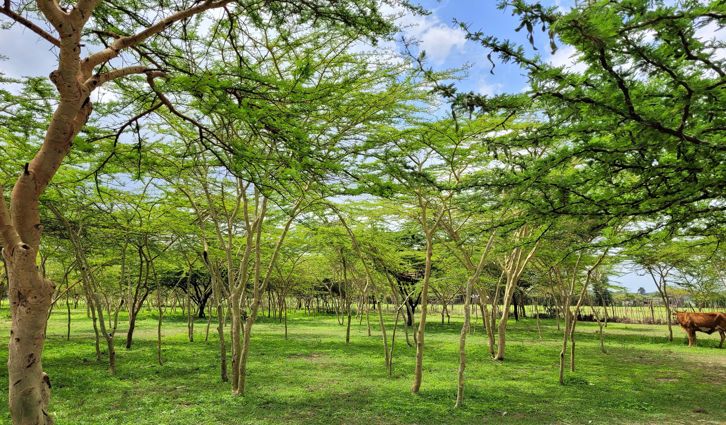 The all-grown trees were once smalls shrubs.
