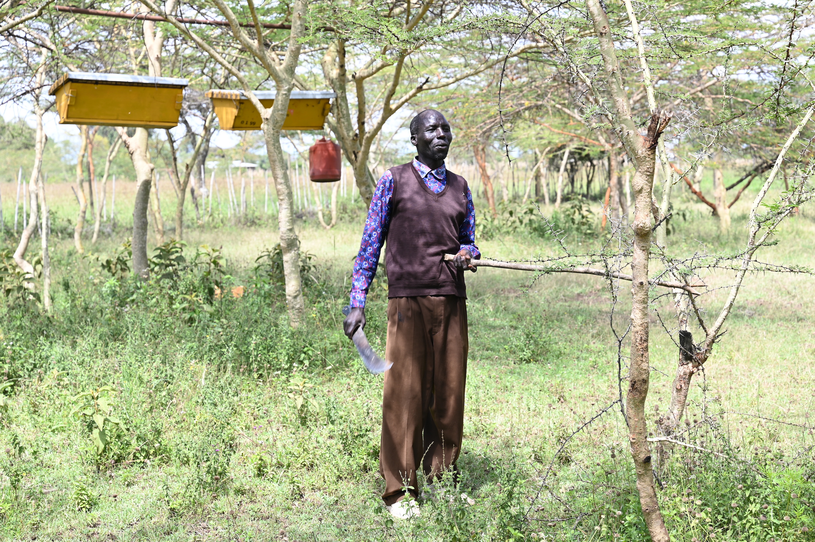 The Acacia trees are a source of nectar for bees in Musa’s apiary.