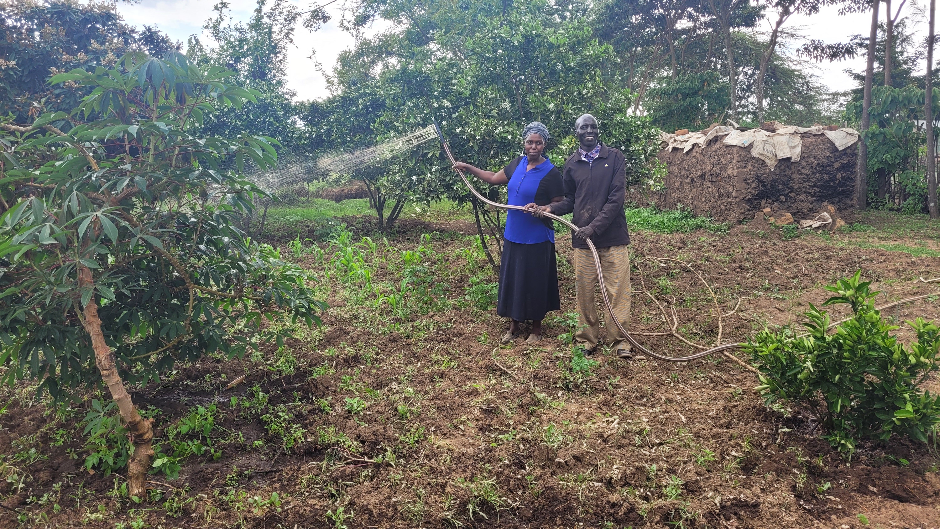 Musa and his wife, Mama Rono watering plants at their vegetable garden.