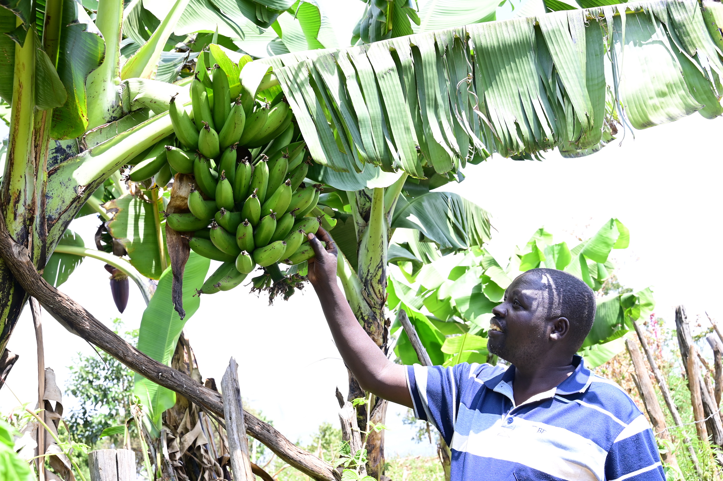 Lazarus has planted bananas, fruit trees and other drought resistant crops that offer his family diversified options for nutrition even during the dry season. ©World Vision photo/Hellen Owuor.