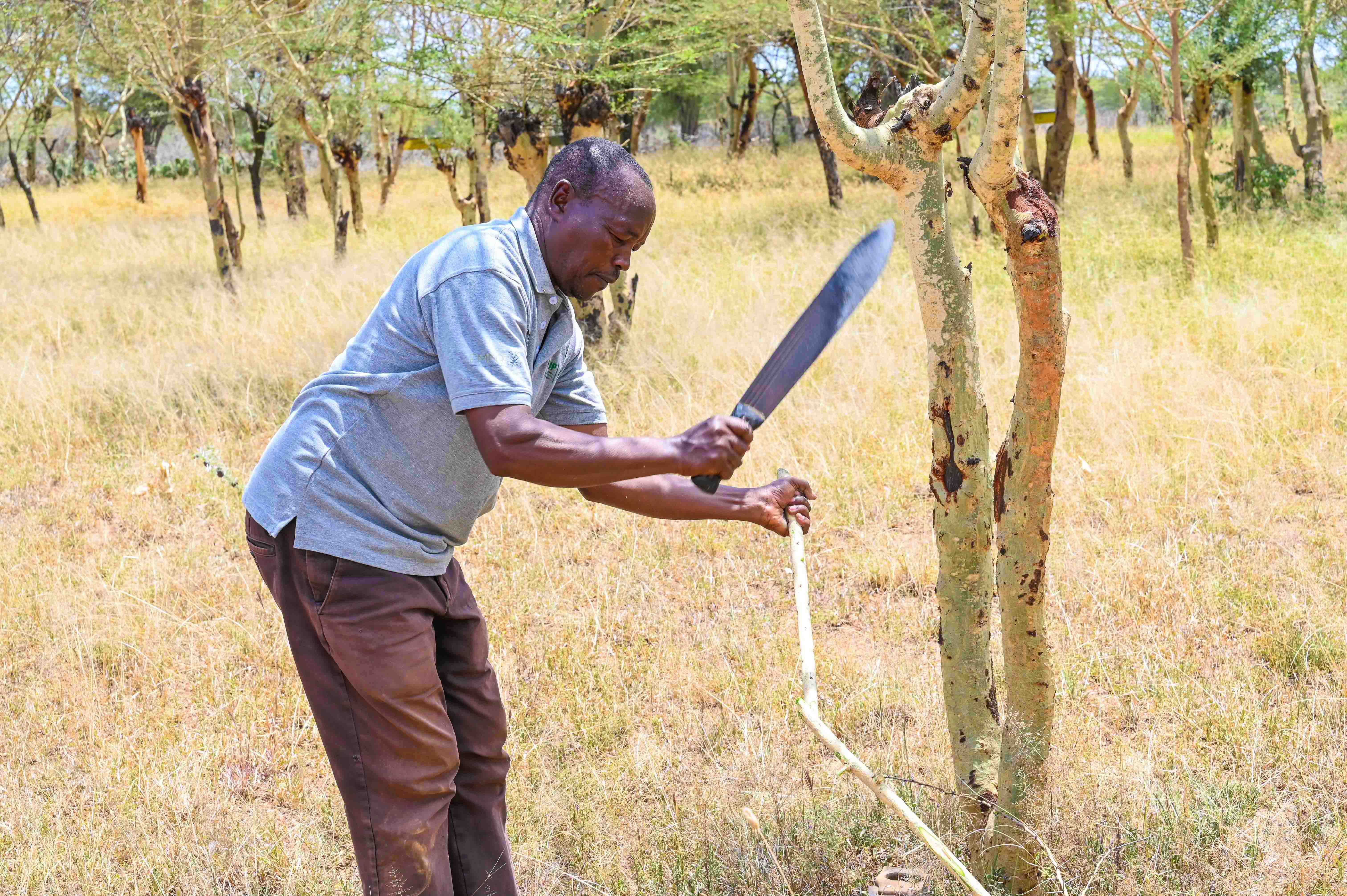 Zakayo trimming thorns from a pruned branch that will be used as firewood.