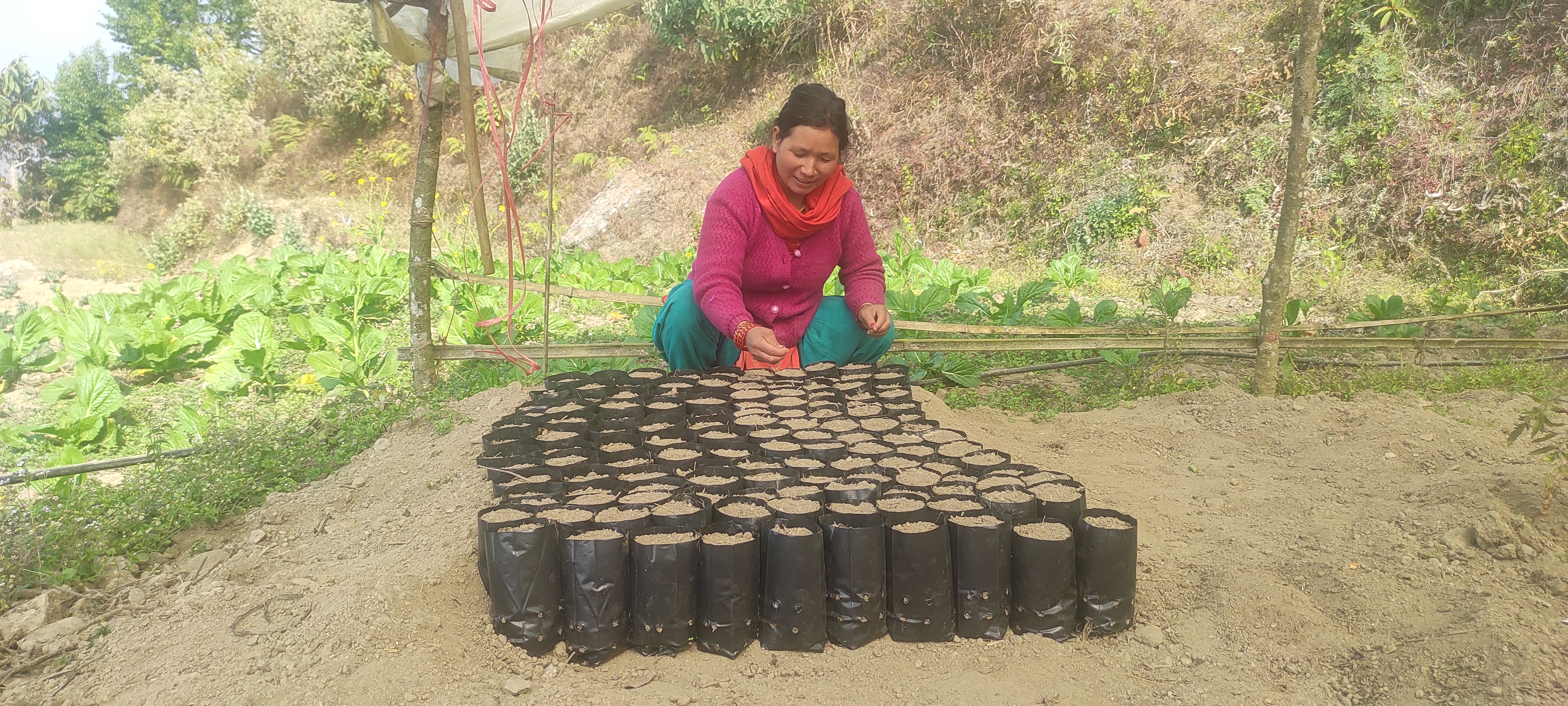 Following the farming techniques, Chalimaya prepares seedlings in small plastic bags filled with soil