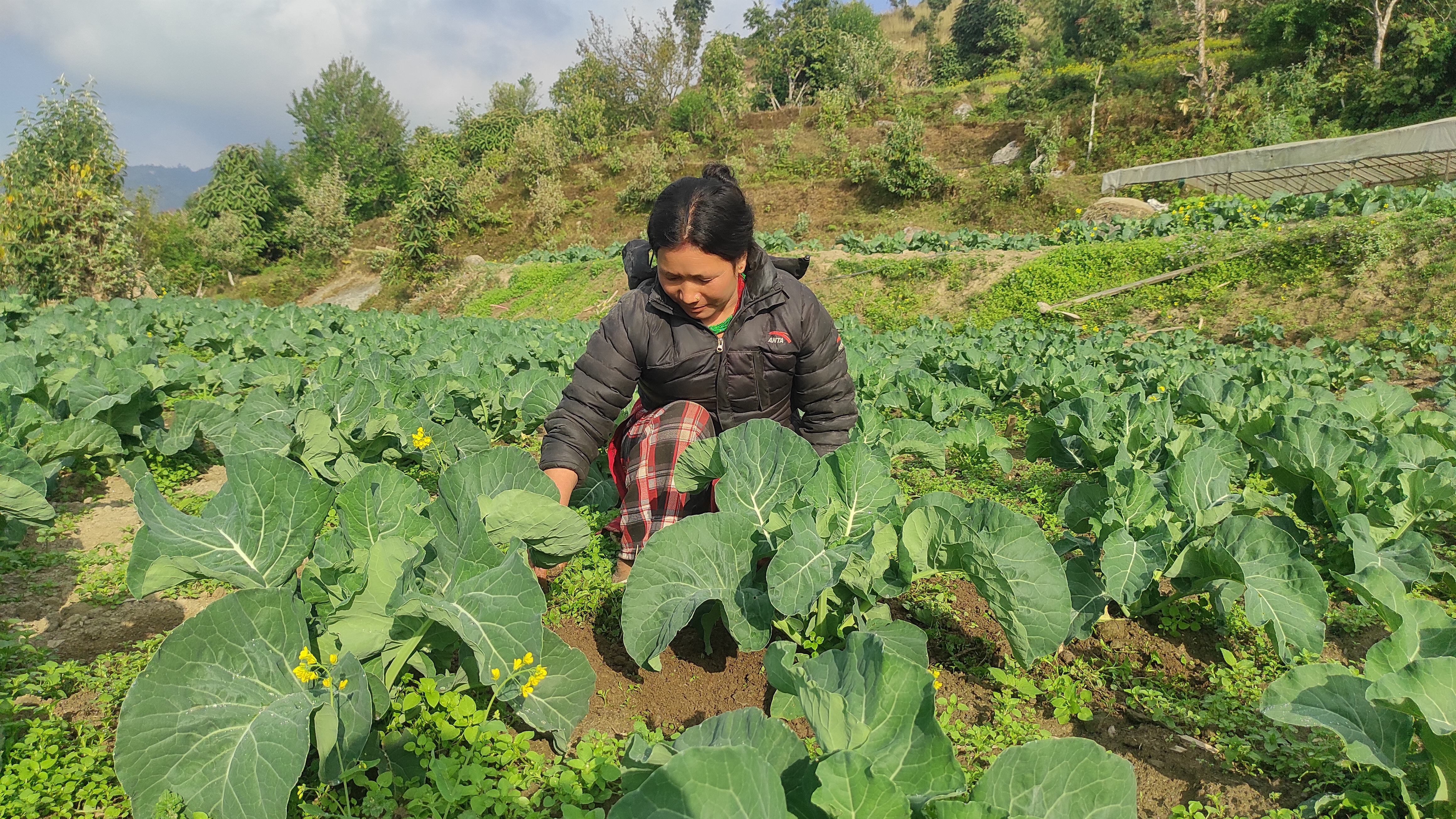 Chalimaya cultivates cauliflower in her farm in Sindhuli