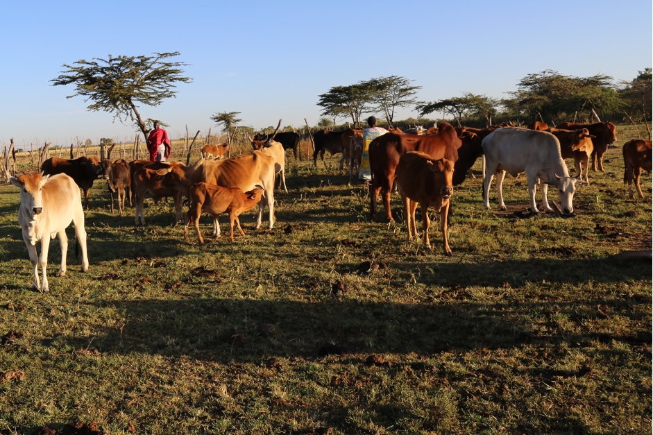 Lepore looking after his cattle early in the morning after milking. The family sells part of the milk to pay school fees for their children. 