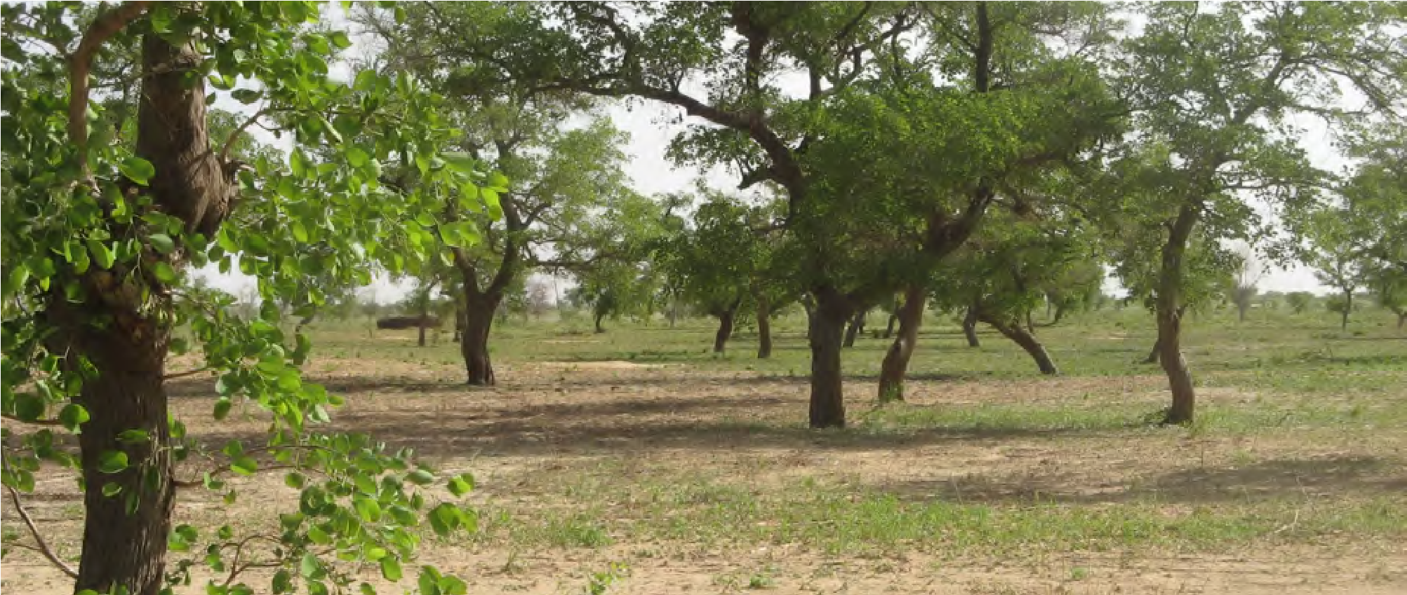 Figure 1 Cultures de mil sous couvert agroforestier FMNR. Waye Kai, République du Niger (2017). Photo : T. Rinaudo.