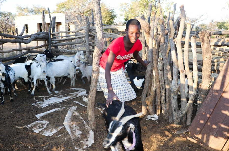 Engel chasing one of her goats