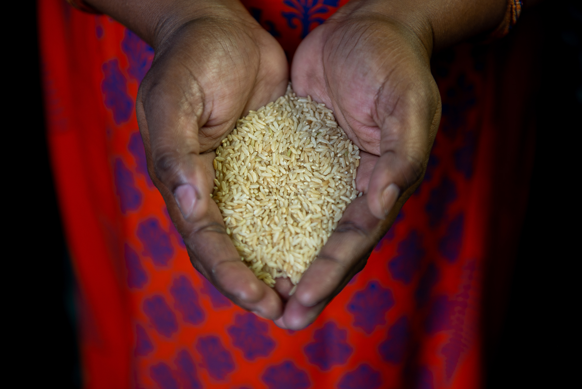 Hands holding rice