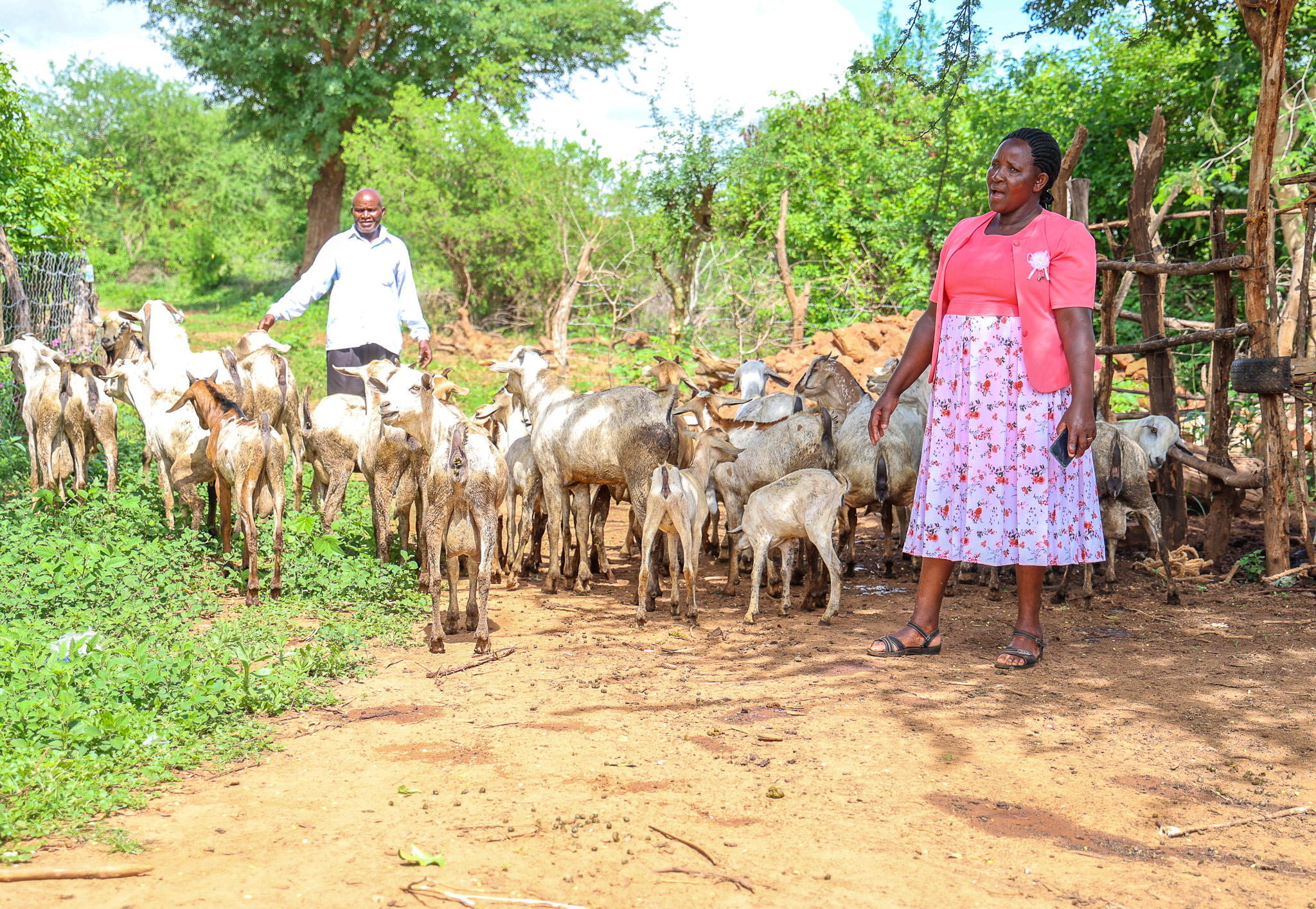 Felister and her husband Charles tend to their goats in Nganwa Village, Makueni County. They acquired these livestock through savings and loans from their Village Savings and Loan Association (VSLA). Today, the sale of their goats provides a steady income that helps support their children's education. © World Vision Kenya/ Jared Ontobo