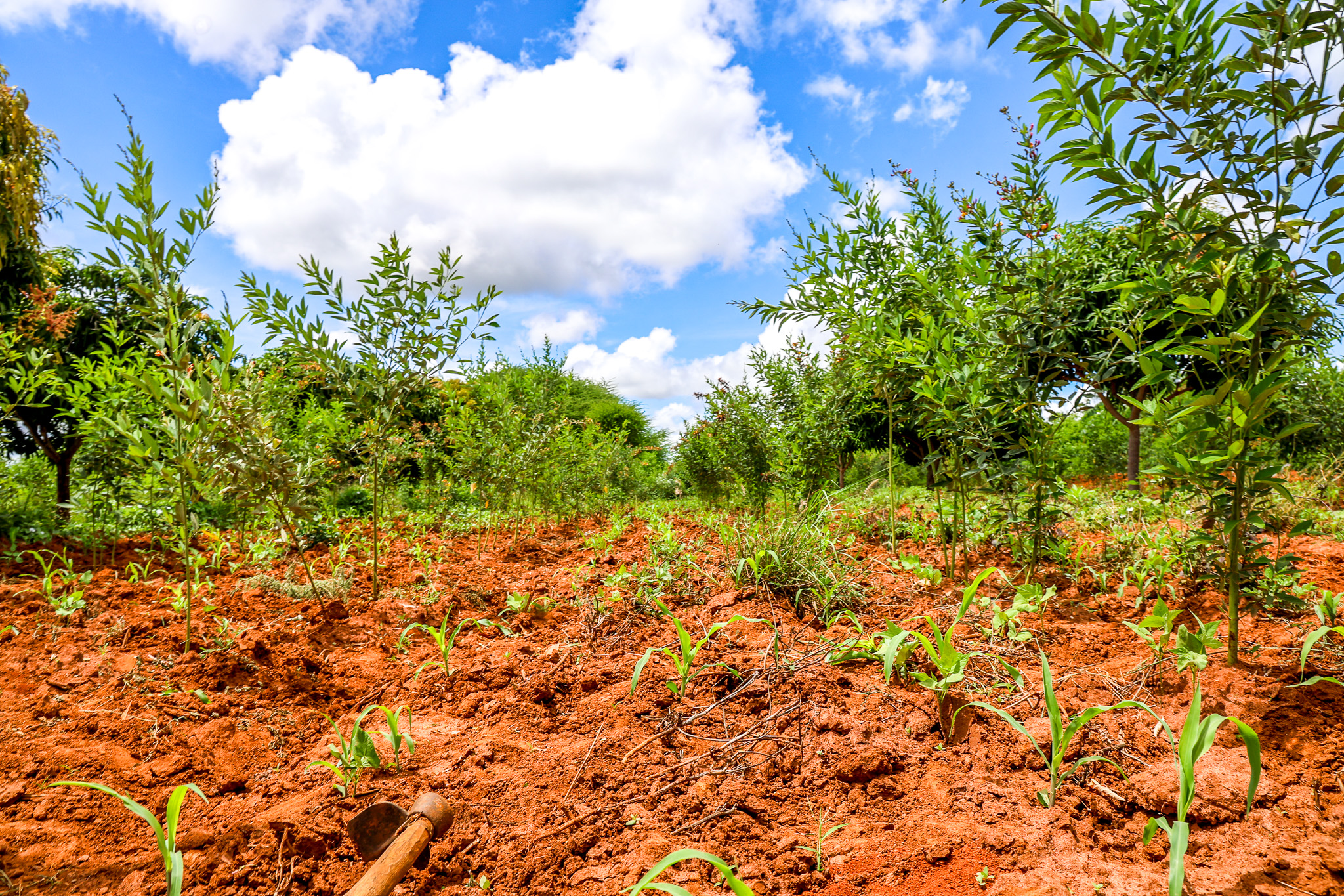 Felister’s farm in Nganwa Village, Makueni, where she now grows oranges, maize, beans, and green grams, an initiative made possible after World Vision Kenya enrolled her in crop insurance through the risk management component of the Sustainable Food Systems Programme Supported by World Food Programme. © World Vision Kenya/ Jared Ontobo