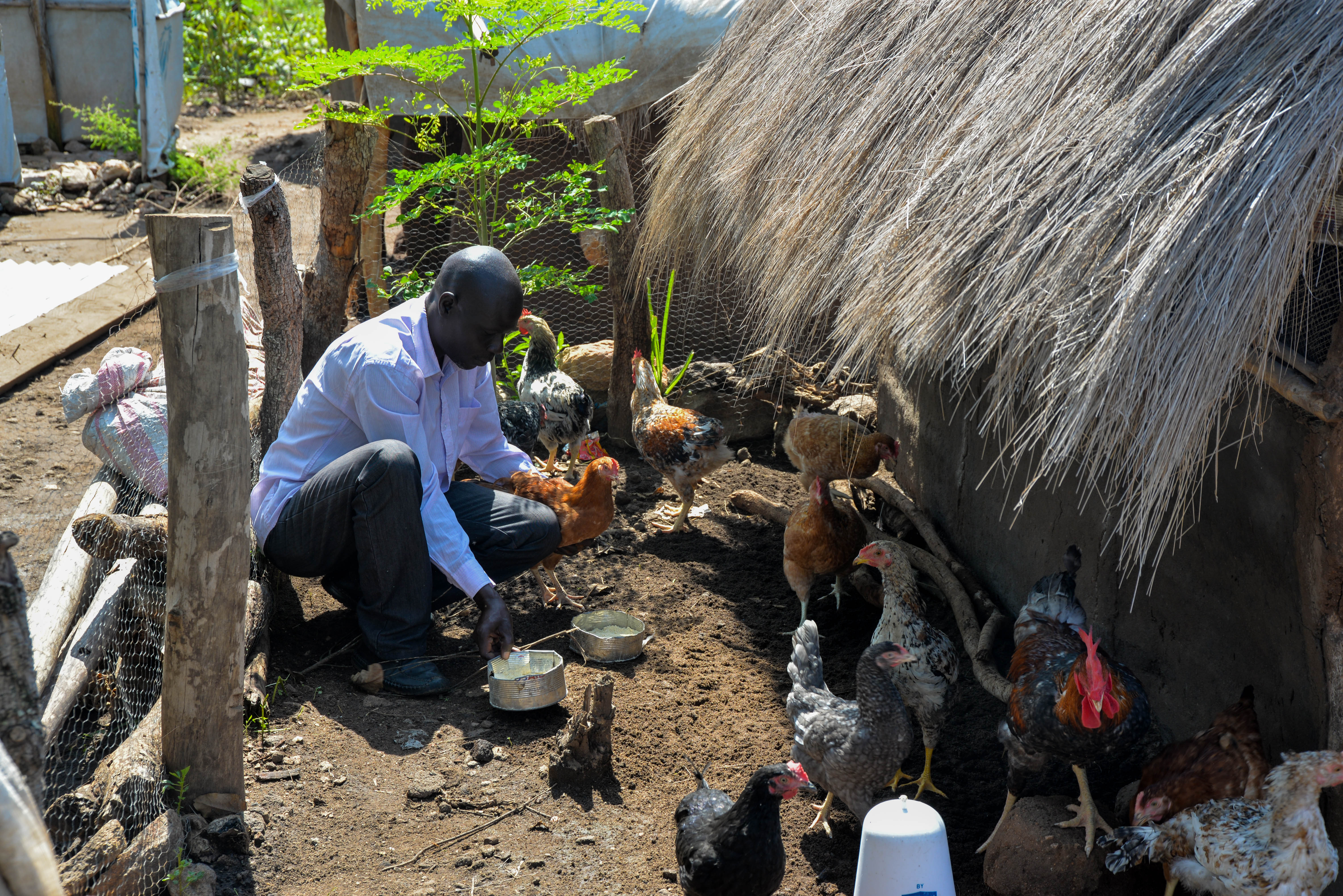 Refugees and host community members received chicken under the MICAH program