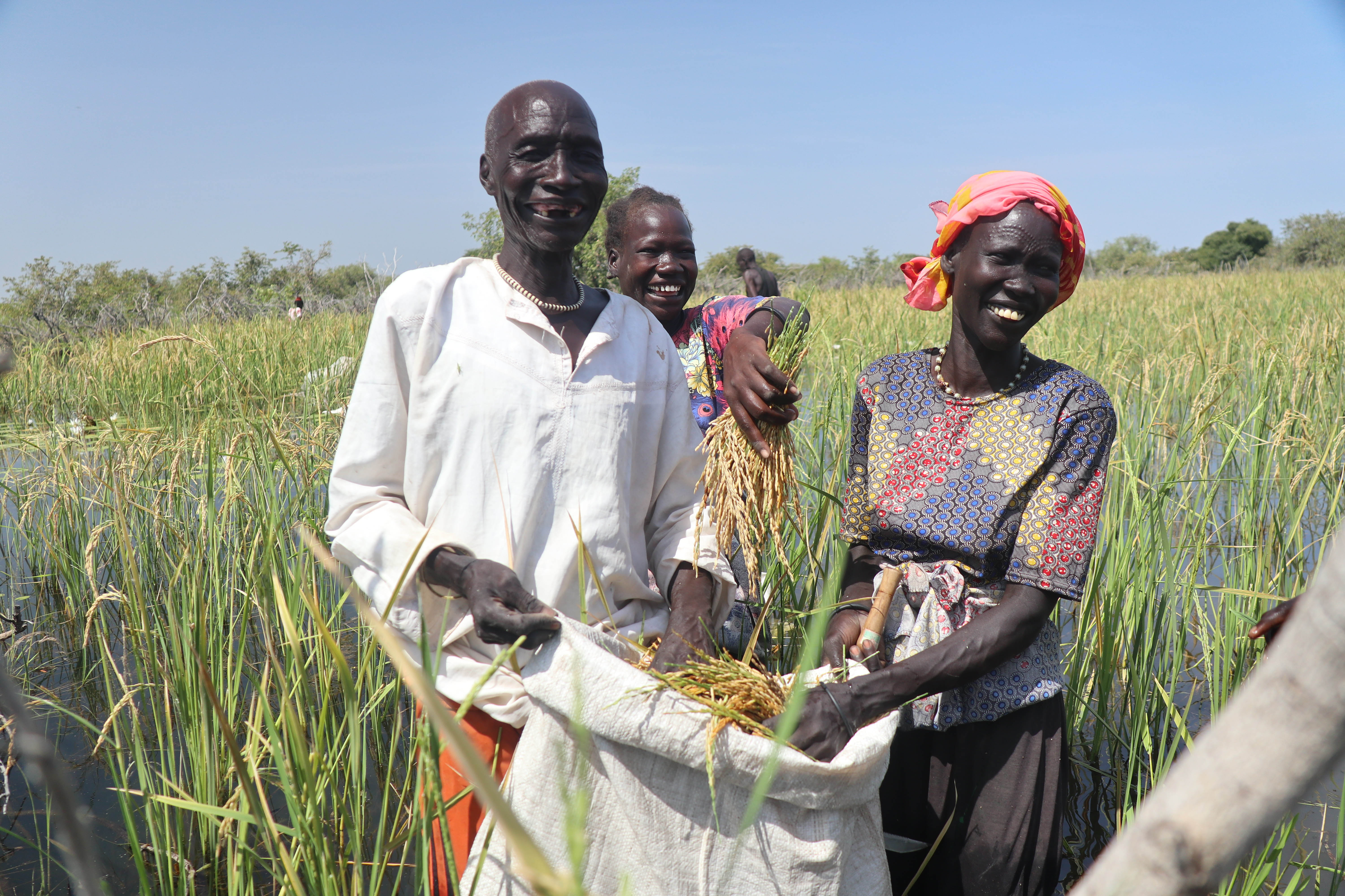 Farmers in Mayomchol harvest their very fast rice produce 