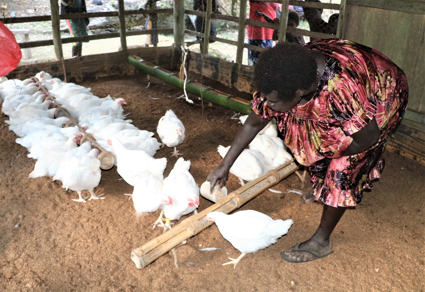S4T Empowers Margaret to venture into Poultry Farming (5)