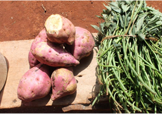 Samples of organge flesh sweet potato tubers and vines. Livelihoods Resilience Vitamin A food security food secure child wellbeing Buikwe Uganda