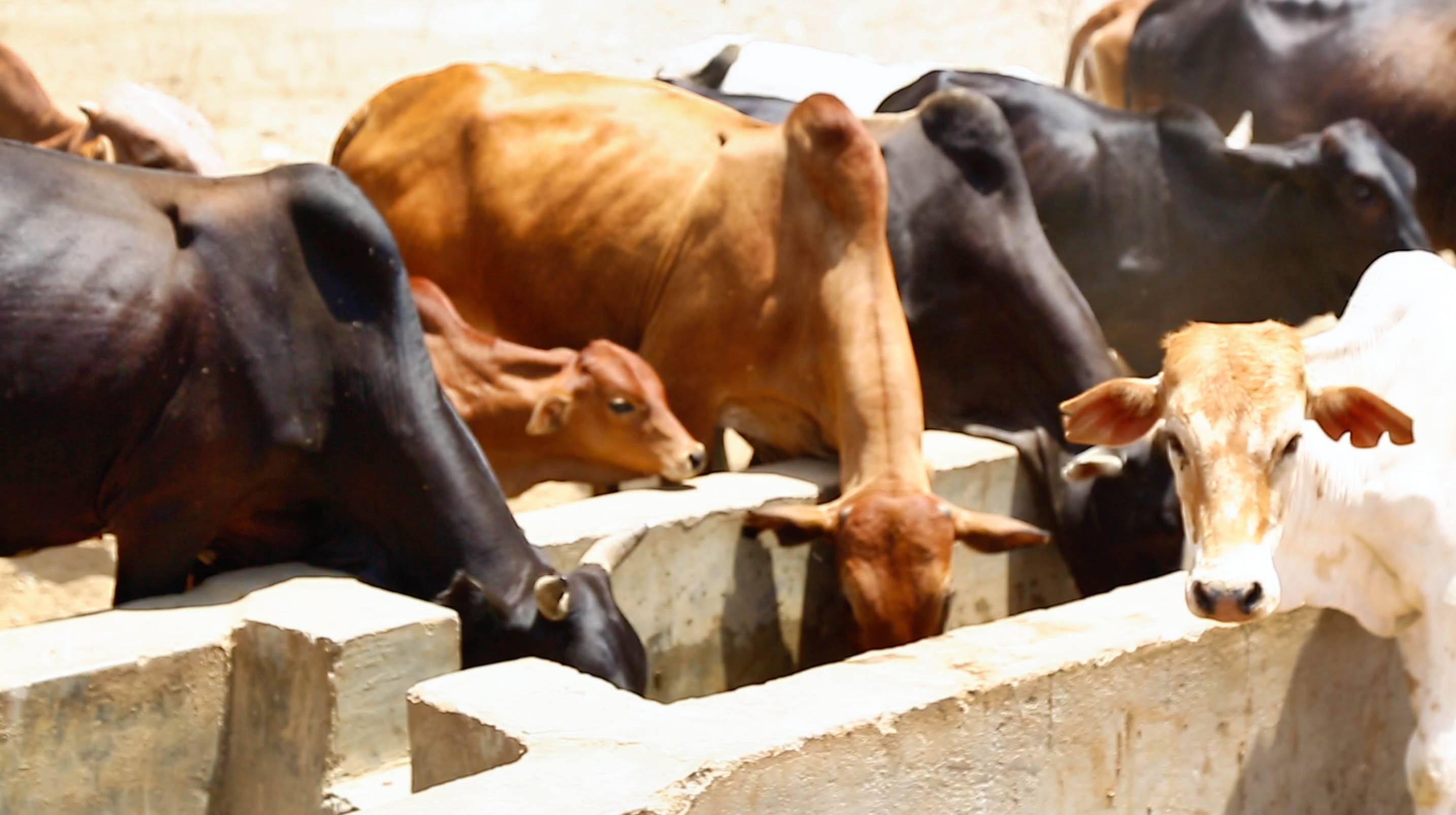 Animals enjoy water at Mapotea