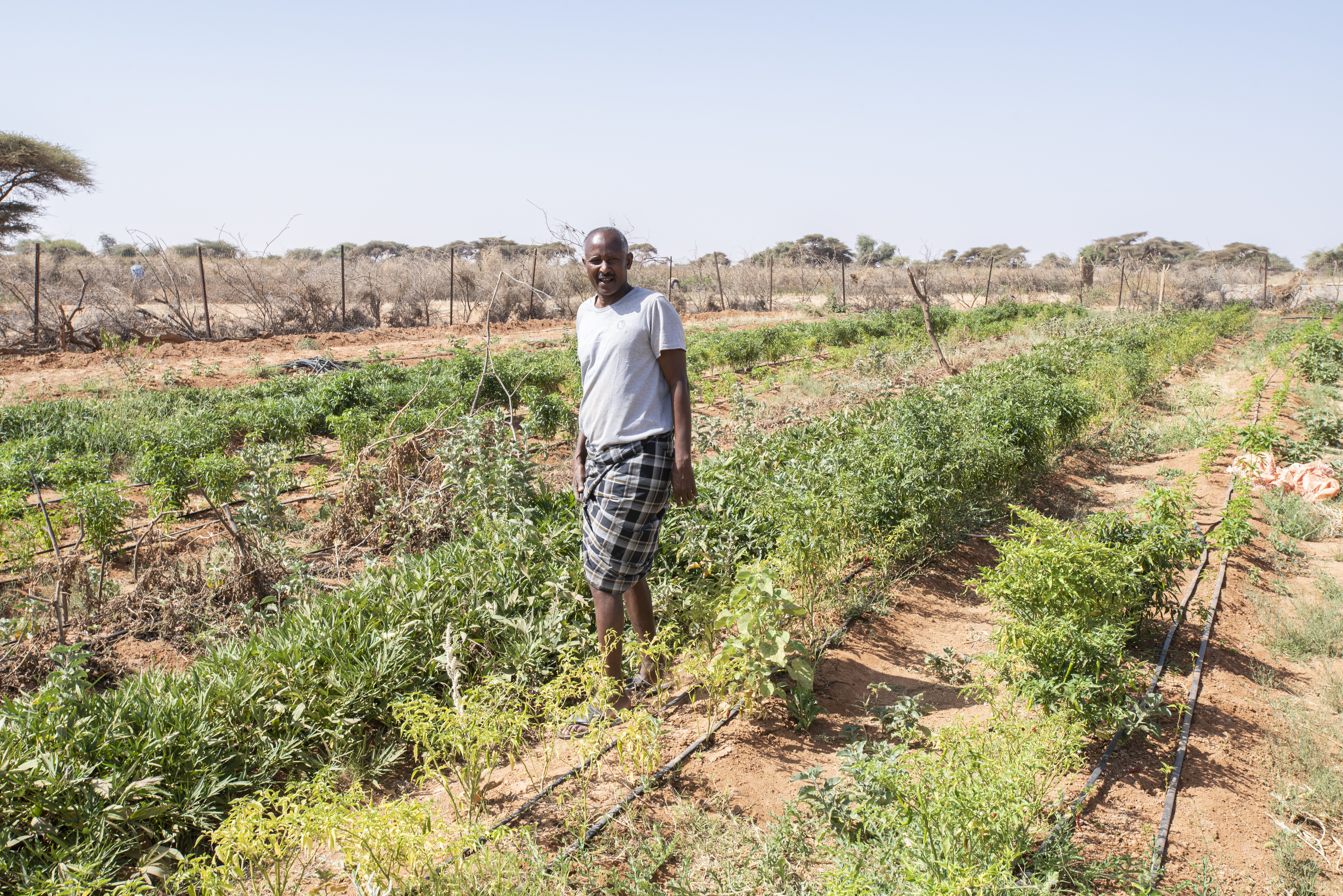 Abdi-Wali Hussein Haaji is taking care of their vegetables garden. They benefited from World Vision good agriculture lessons, as well as seeds, tools, and water irrigation system connected to the earth dam.