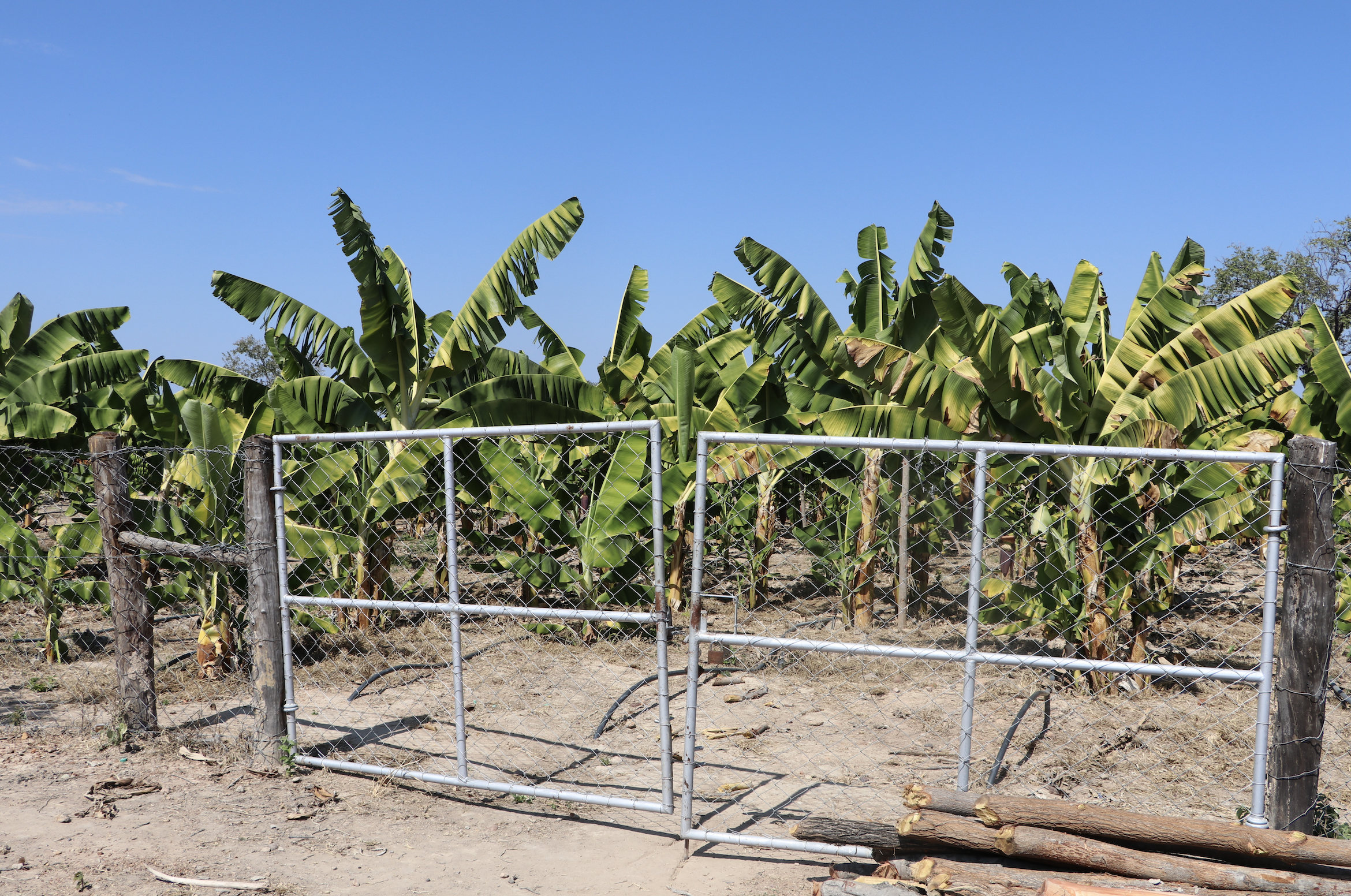Tenda Banana Plantation