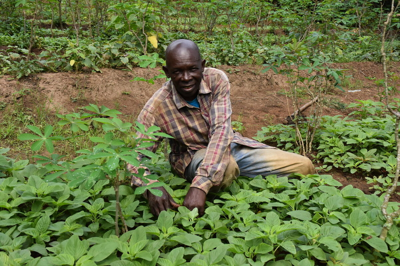 Raymond, a Congolese farmer, tends his lush vegetable garden