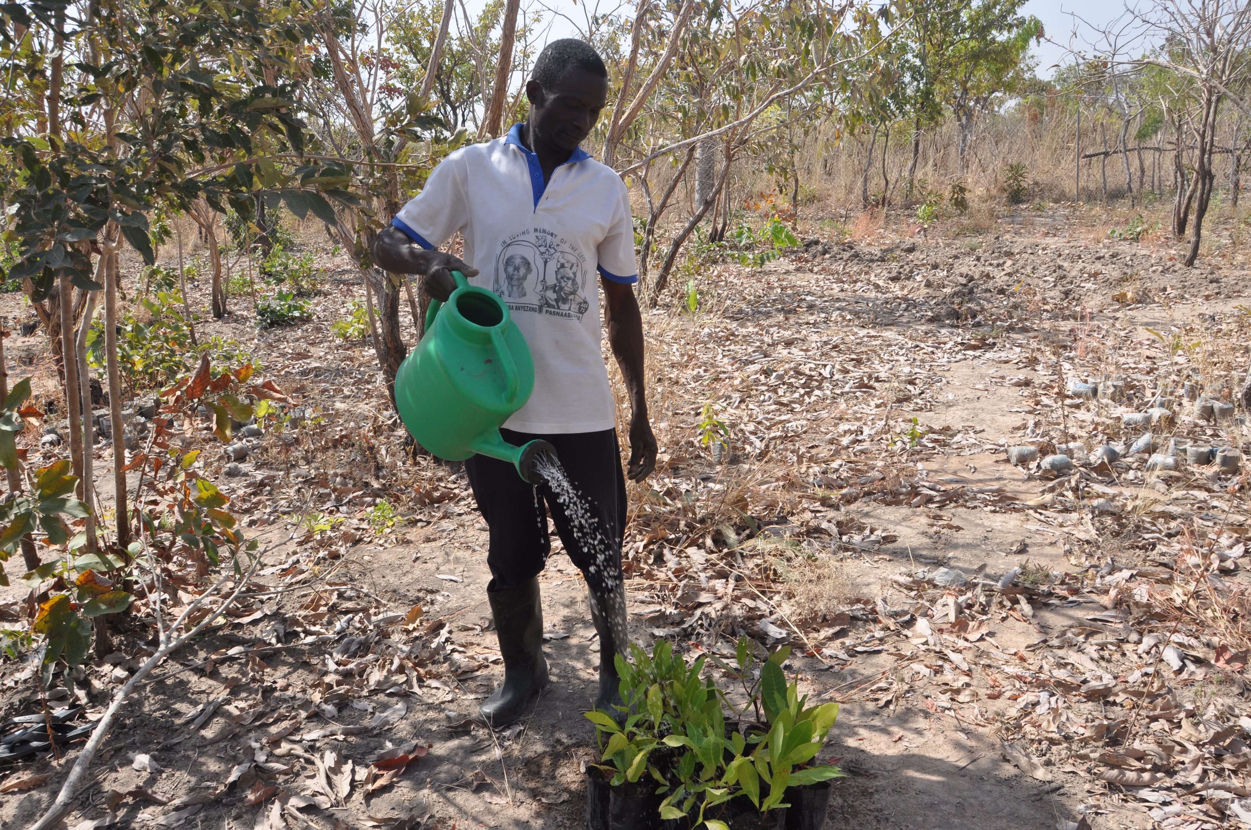 A farmer waters a regenerating plant. World Vision is promoting FMNR in Bidibidi improving soil fertility and food production in the area.