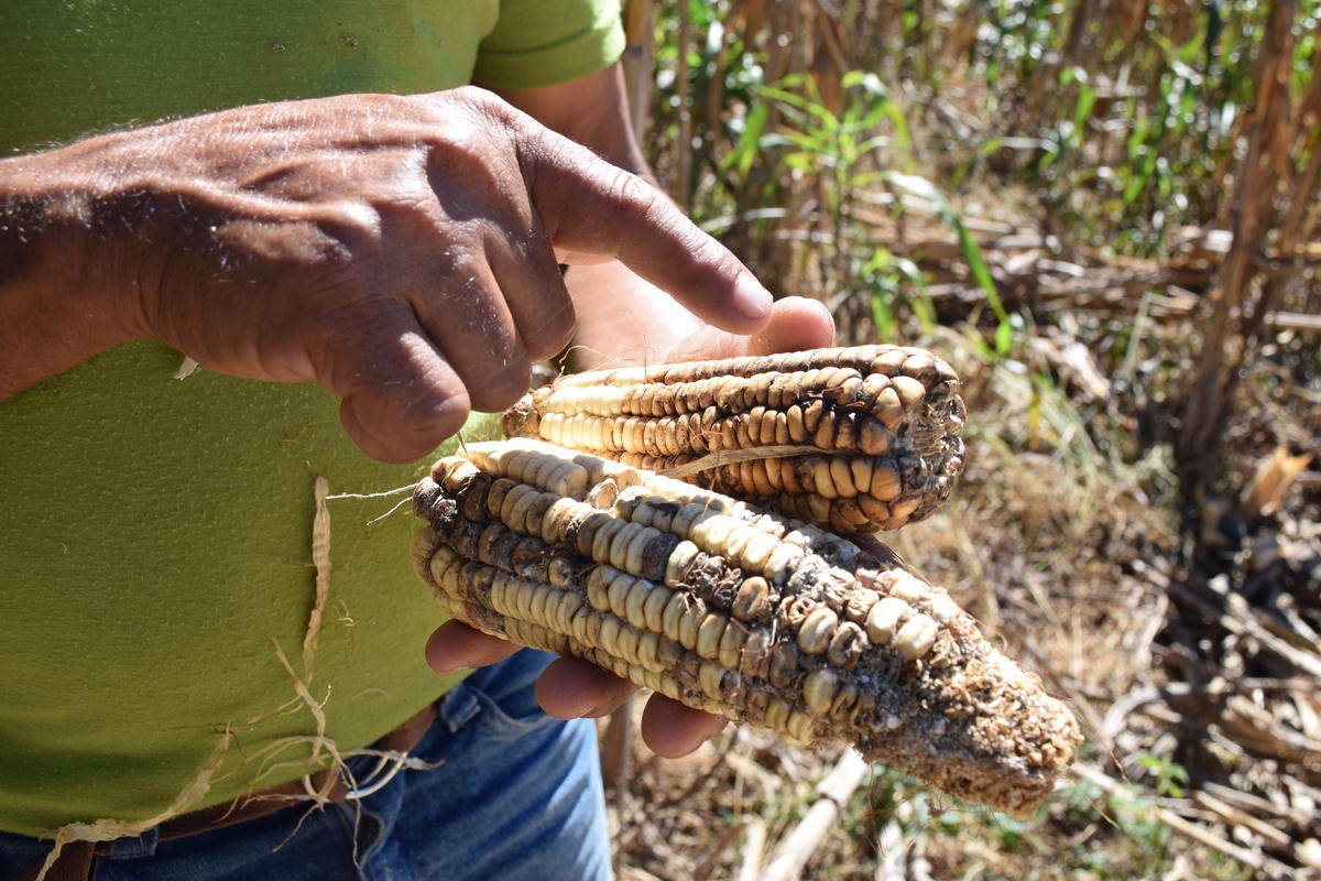 A honduran farmer shows his drought-damaged corn crop