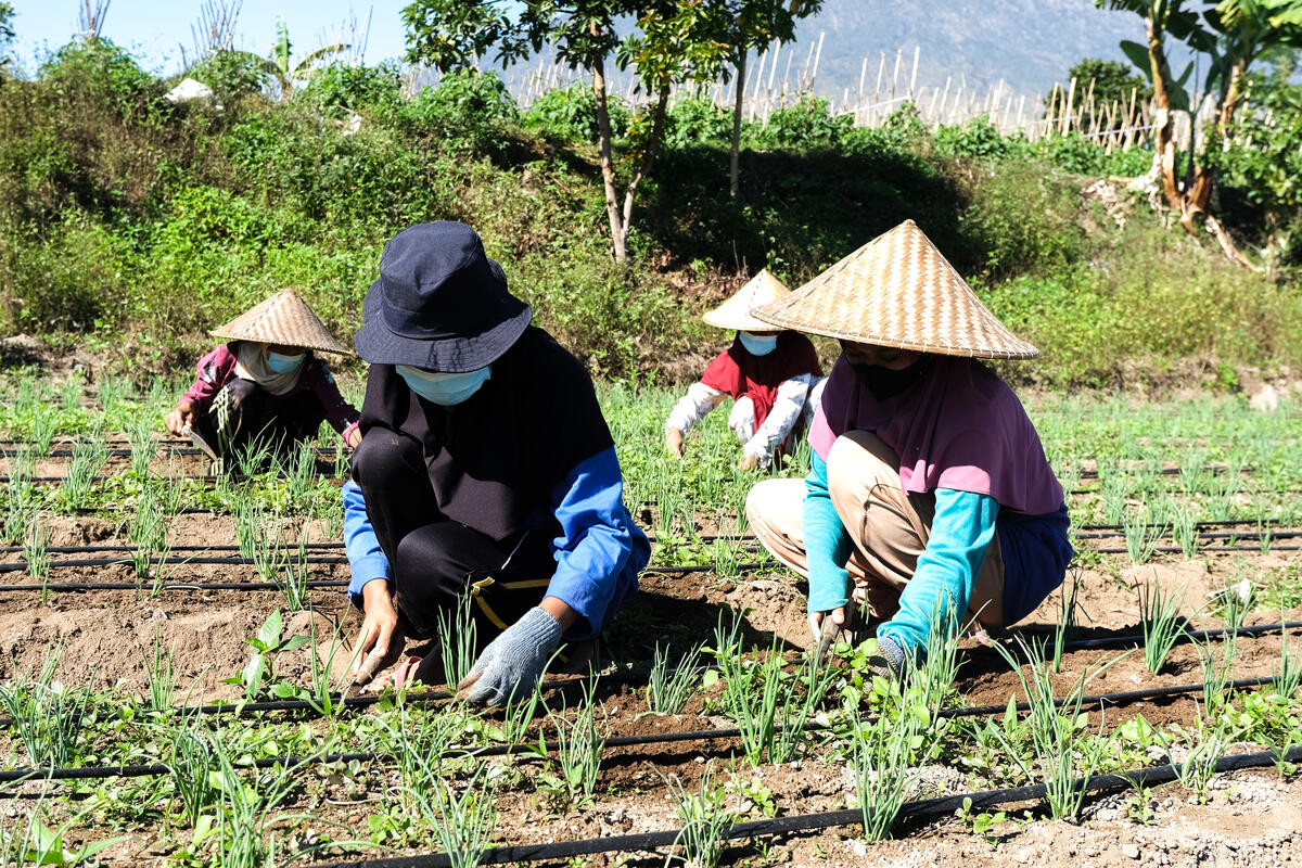 Women work on the land using climate safe farming techniques.