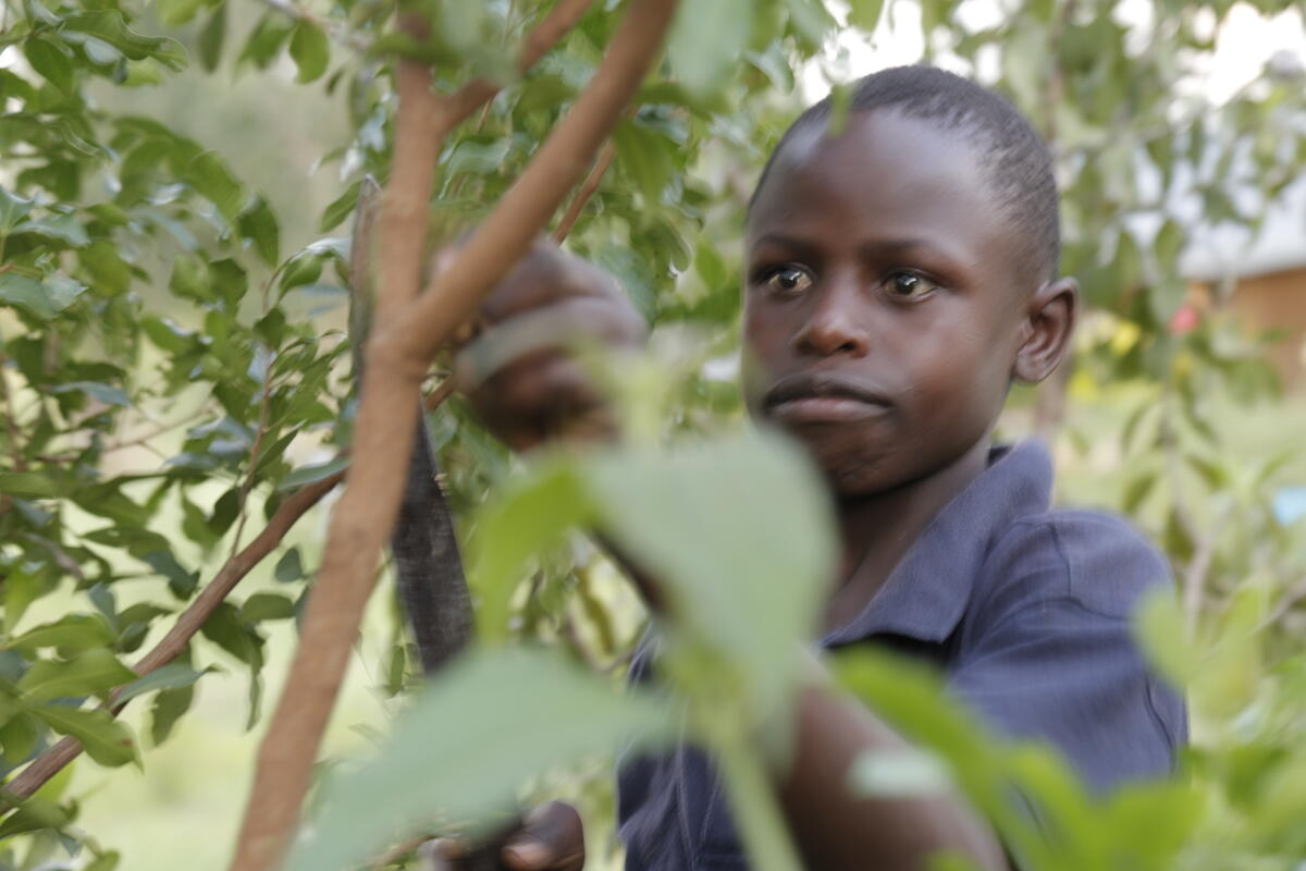 Naaman inspects the fruits of his labour.